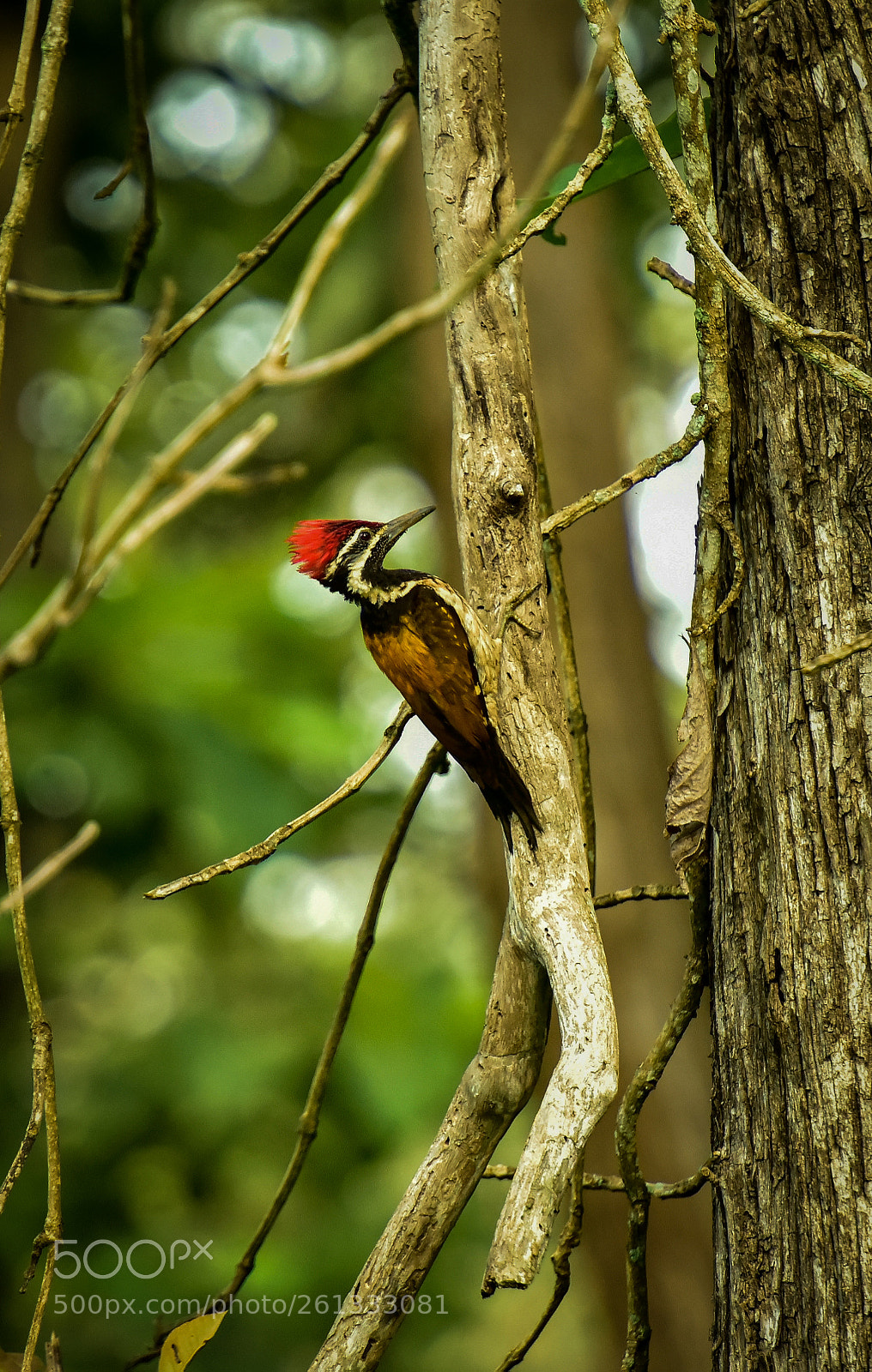 Nikon D810 sample photo. Red headed woodpecker photography