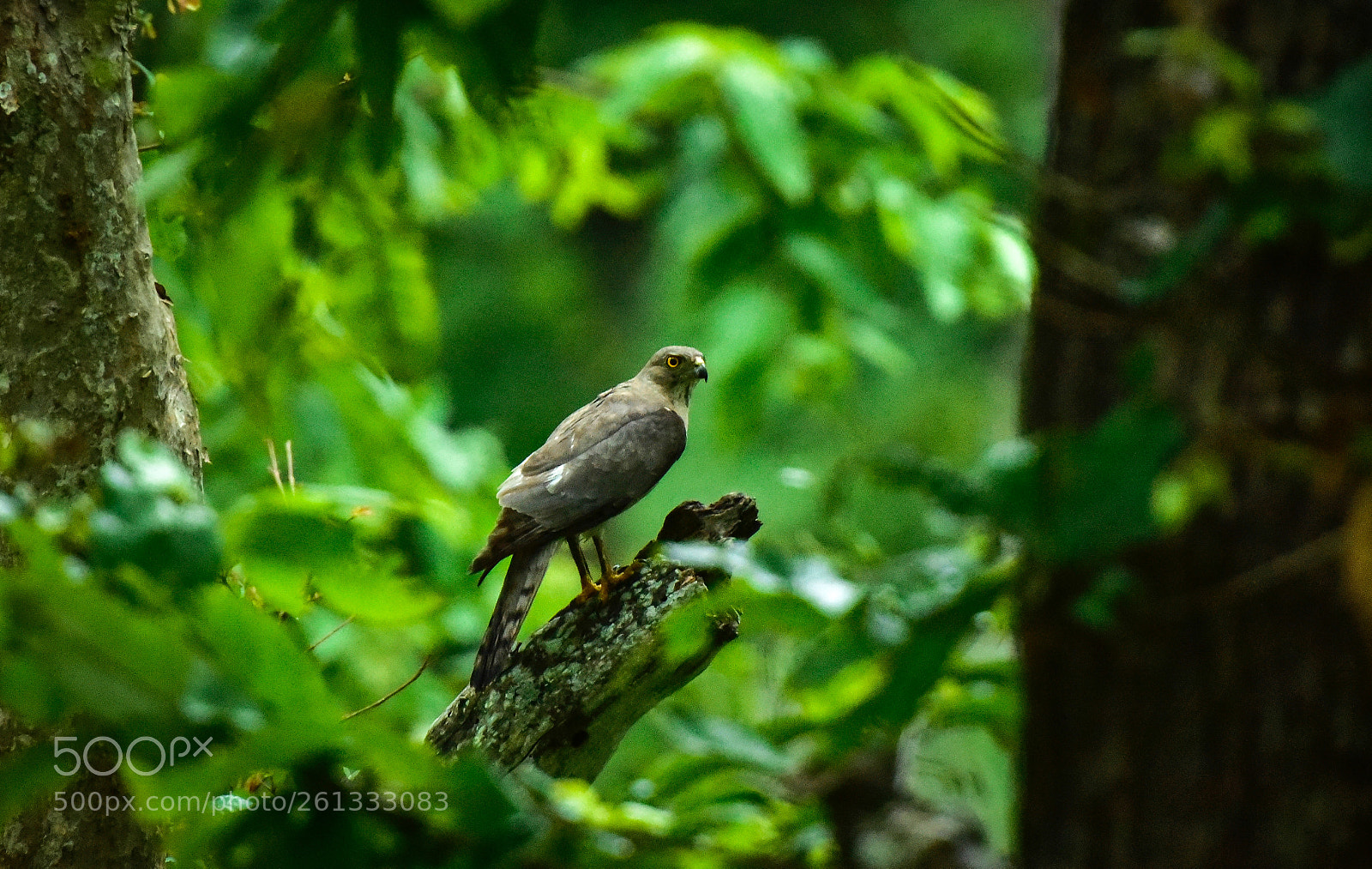 Nikon D810 sample photo. Shikra (indian raptor) photography