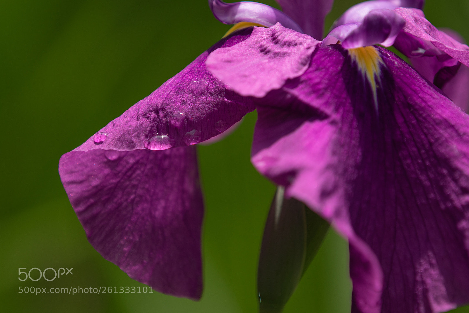 Canon EOS 7D Mark II sample photo. Iris photography