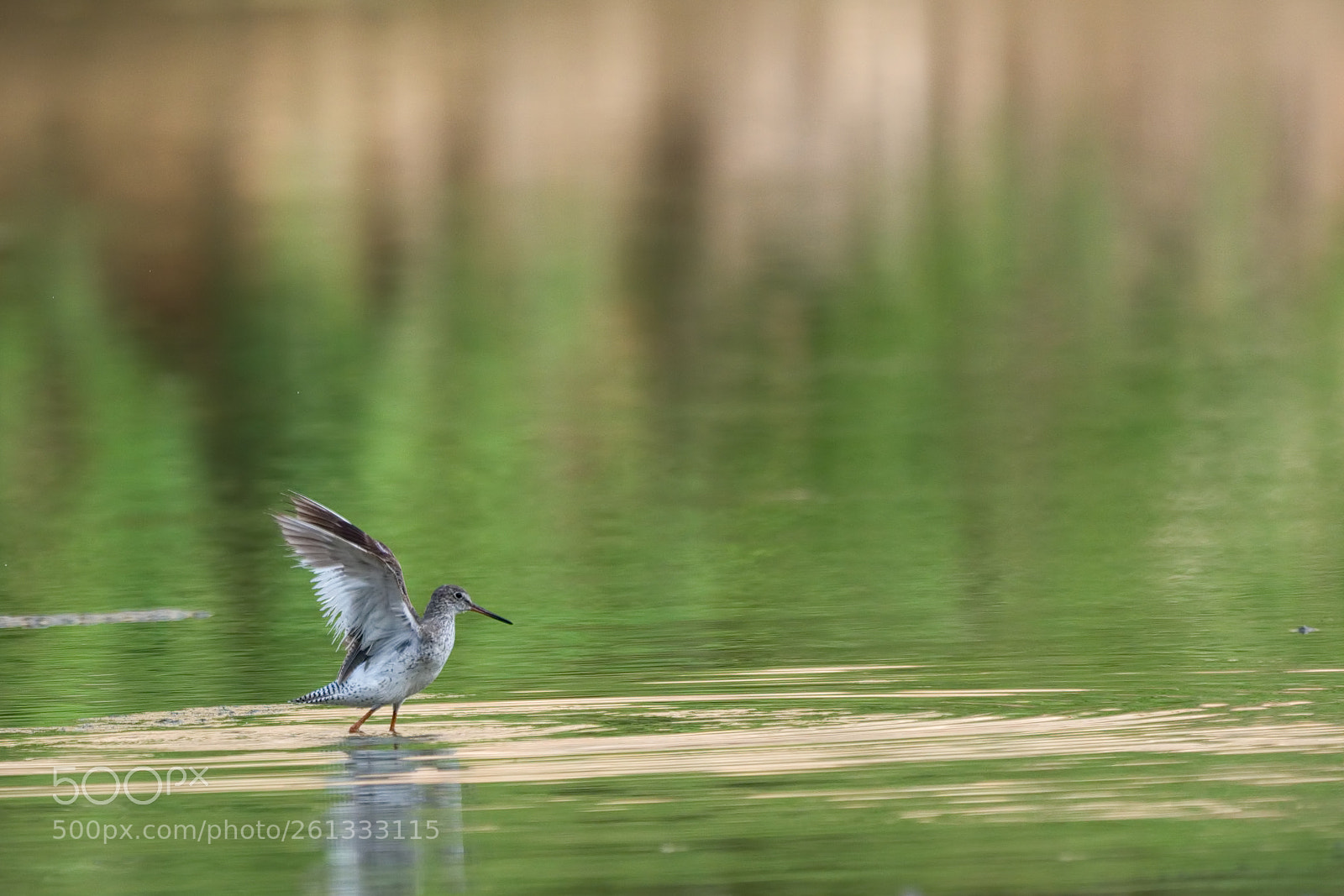 Sony a7R II sample photo. Sandpiper dance photography