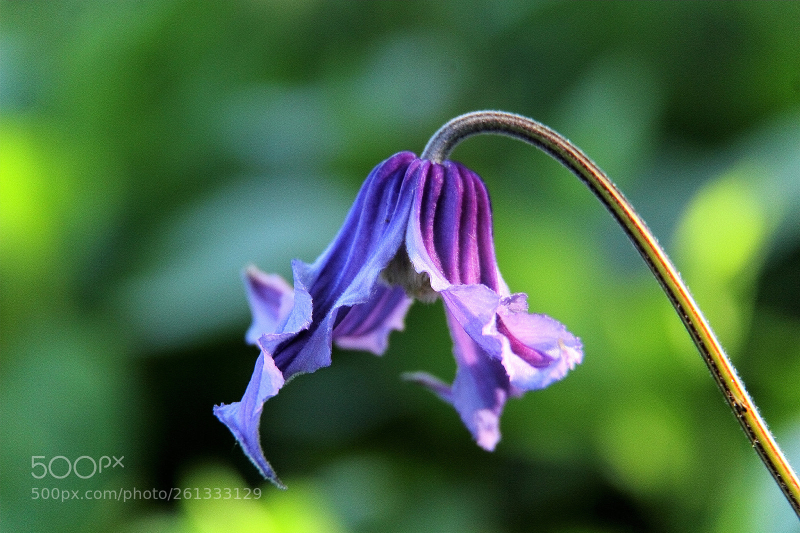Canon EOS 600D (Rebel EOS T3i / EOS Kiss X5) sample photo. ‘fascination' - clematis integrifolia photography
