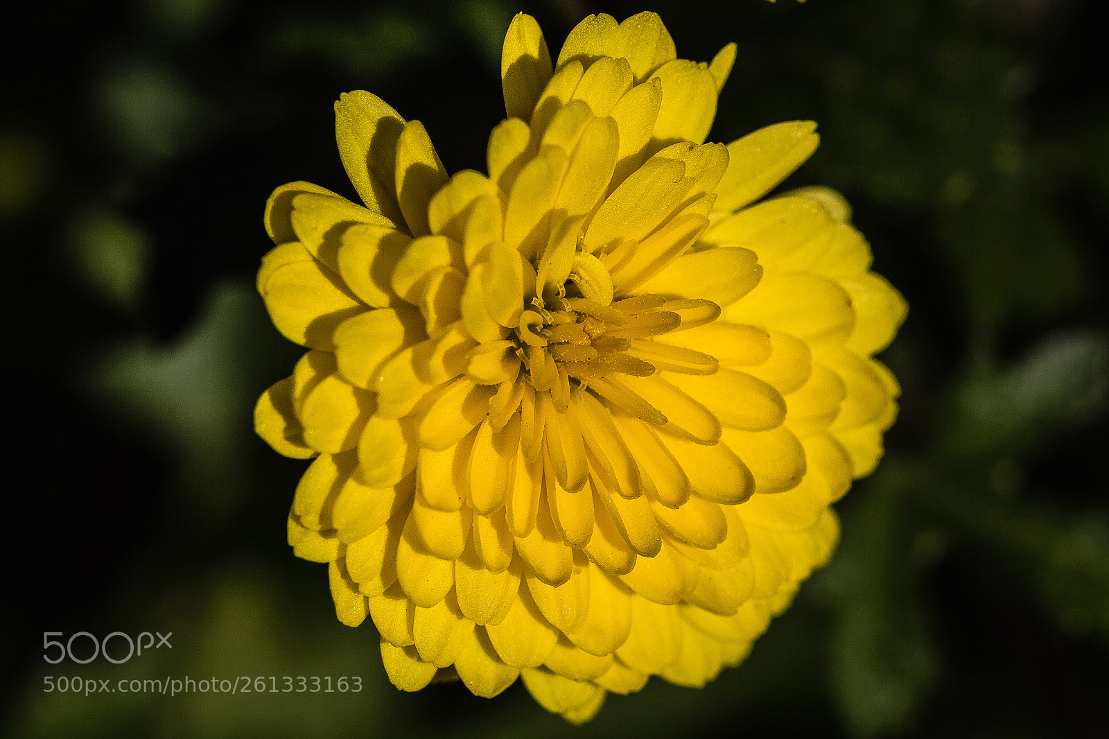 Canon EOS 60D sample photo. Chrysanthemum photography