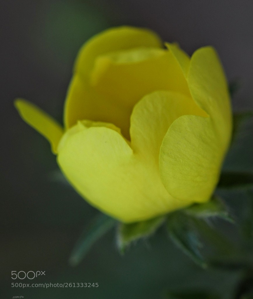 Canon EOS 5D Mark IV sample photo. Untitled photography