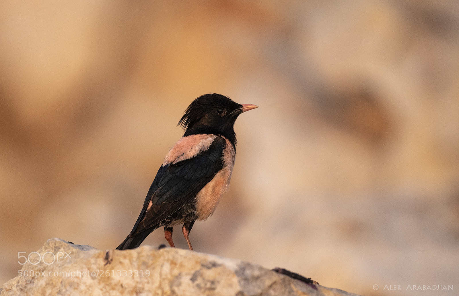 Nikon D5 sample photo. Oh, rosy... ! photography