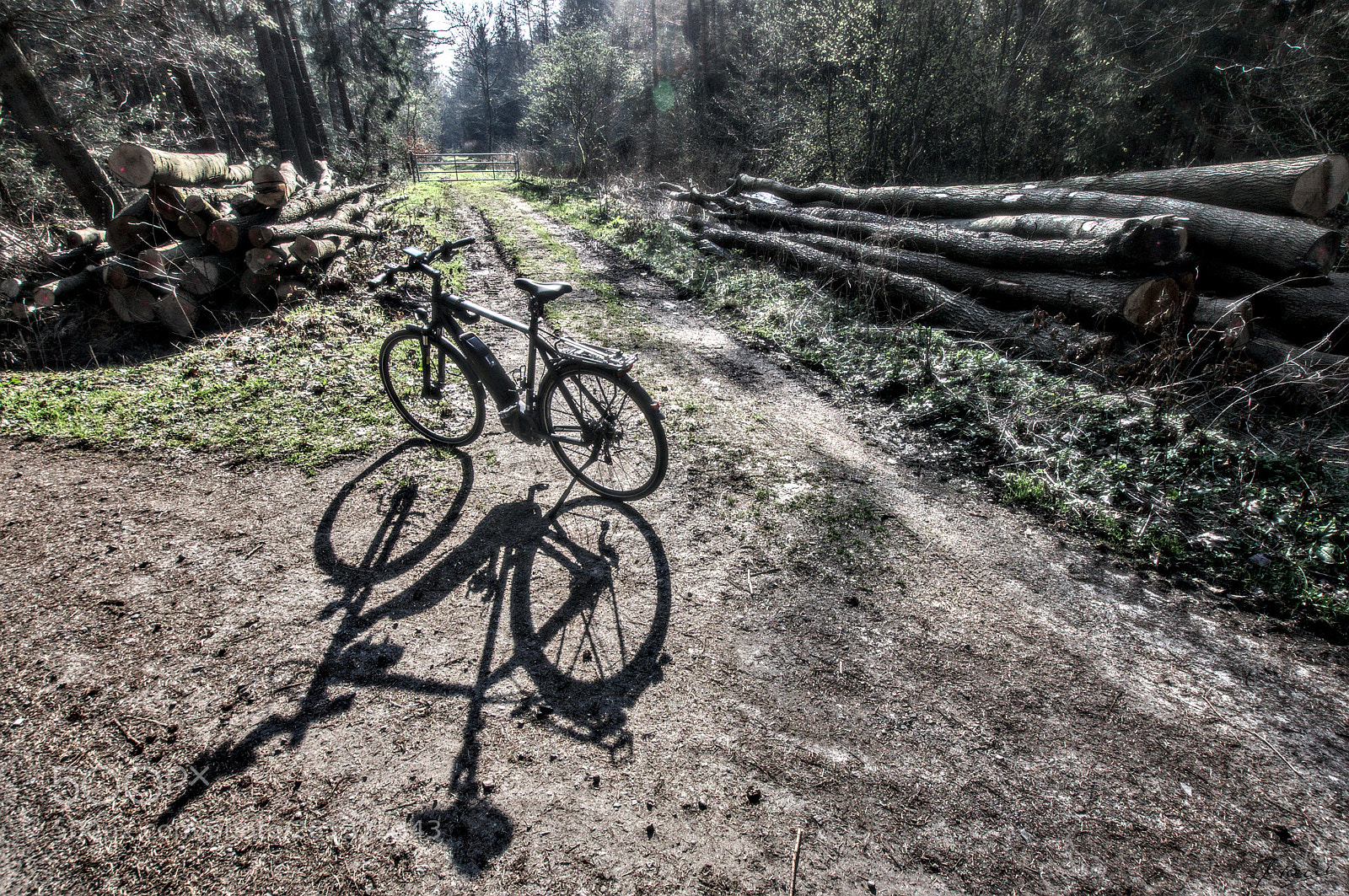Nikon D90 sample photo. Into the woods photography