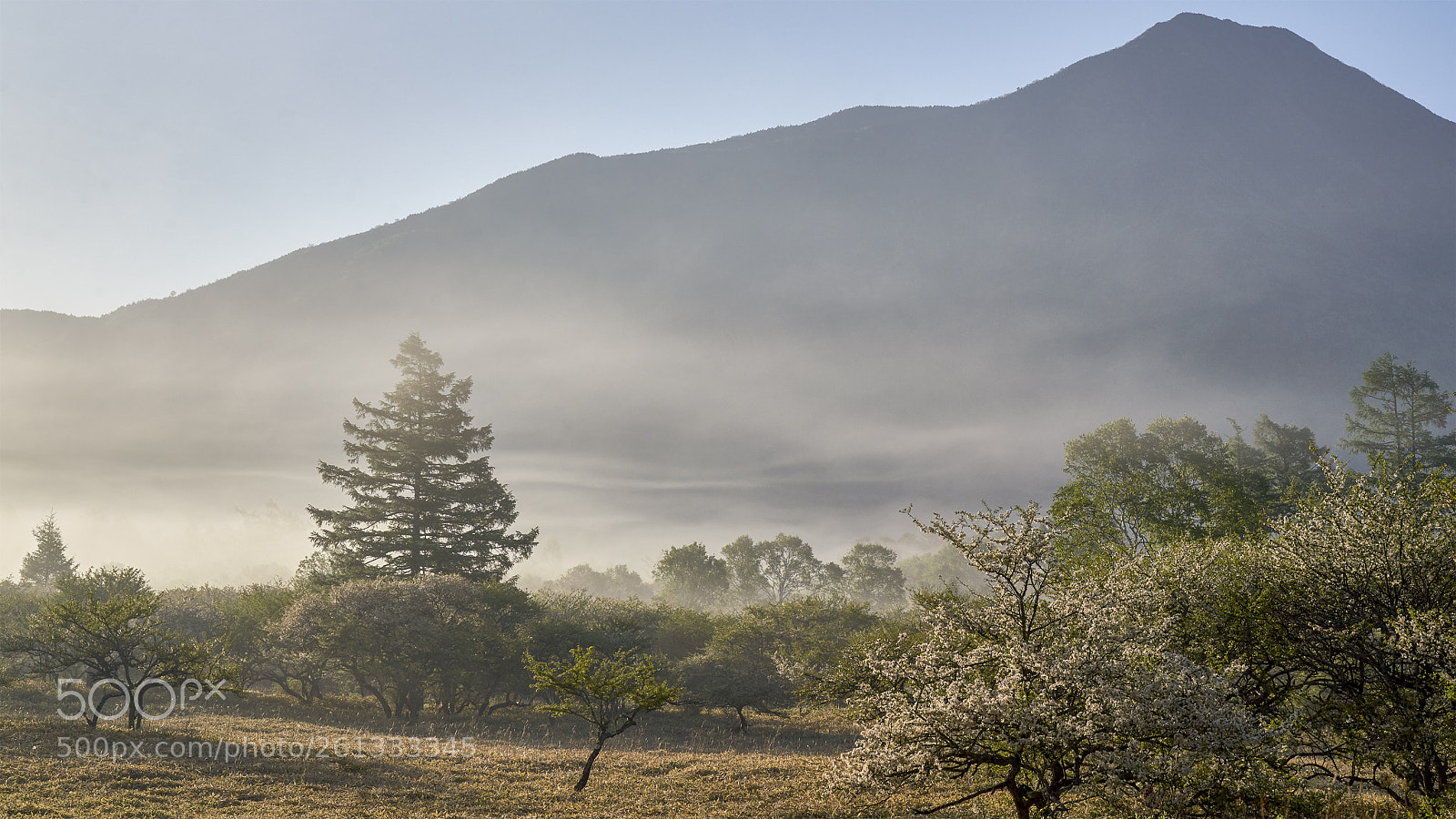 Sony a7R III sample photo. Misty morning at senjogahara photography