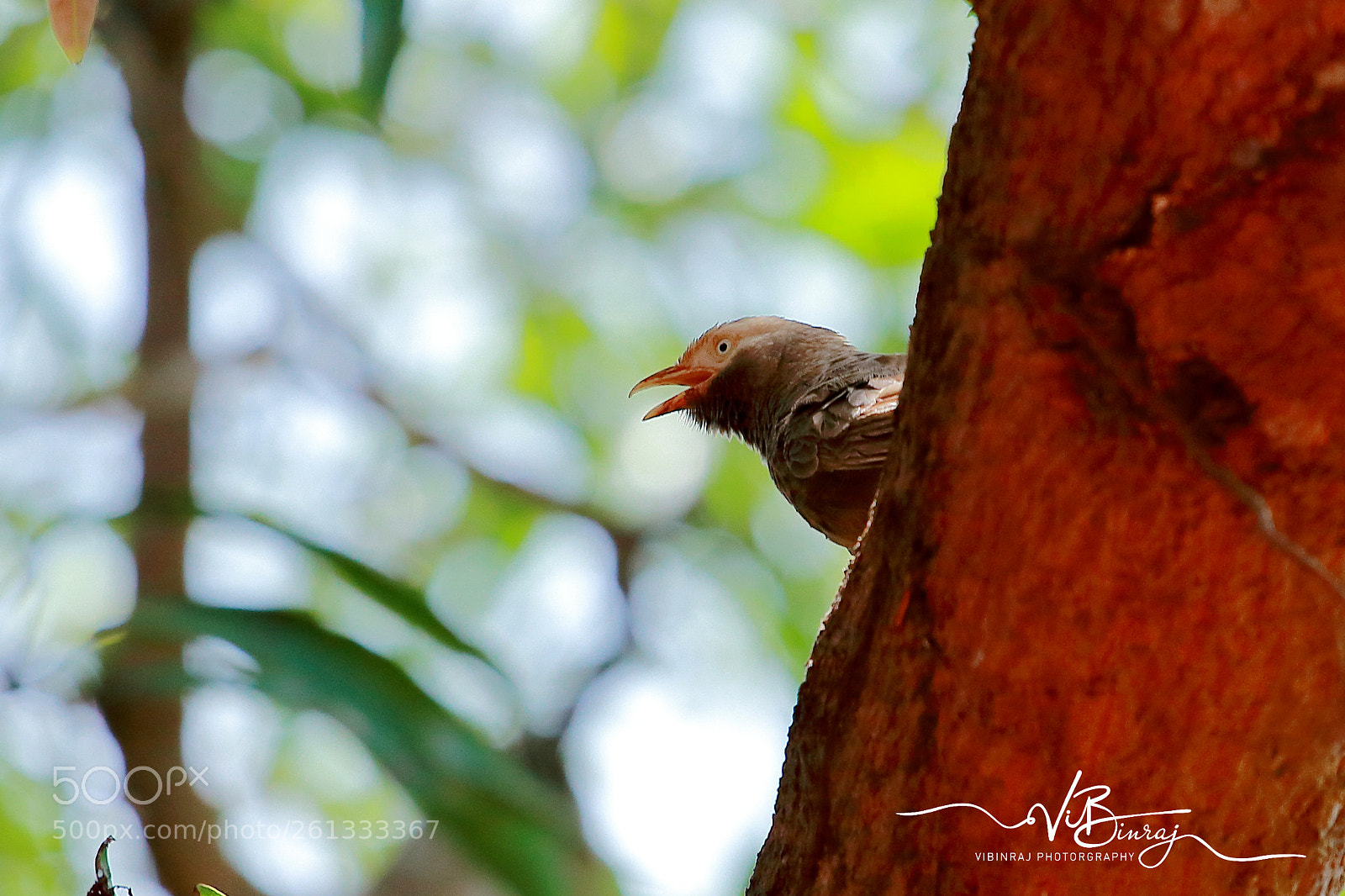 Canon EOS 80D sample photo. Unknown bird photography