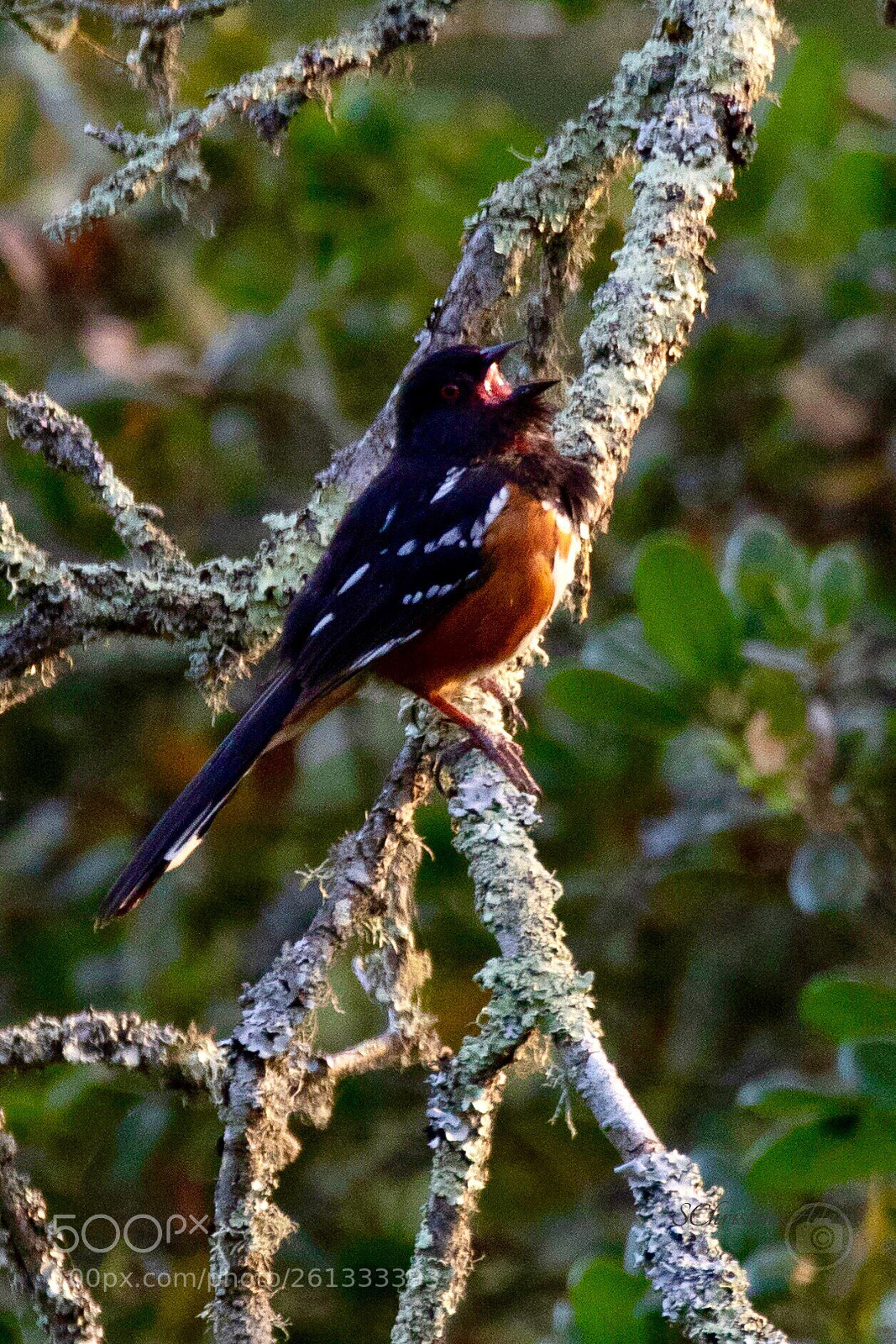 Canon EOS 7D Mark II sample photo. Spotted towee photography