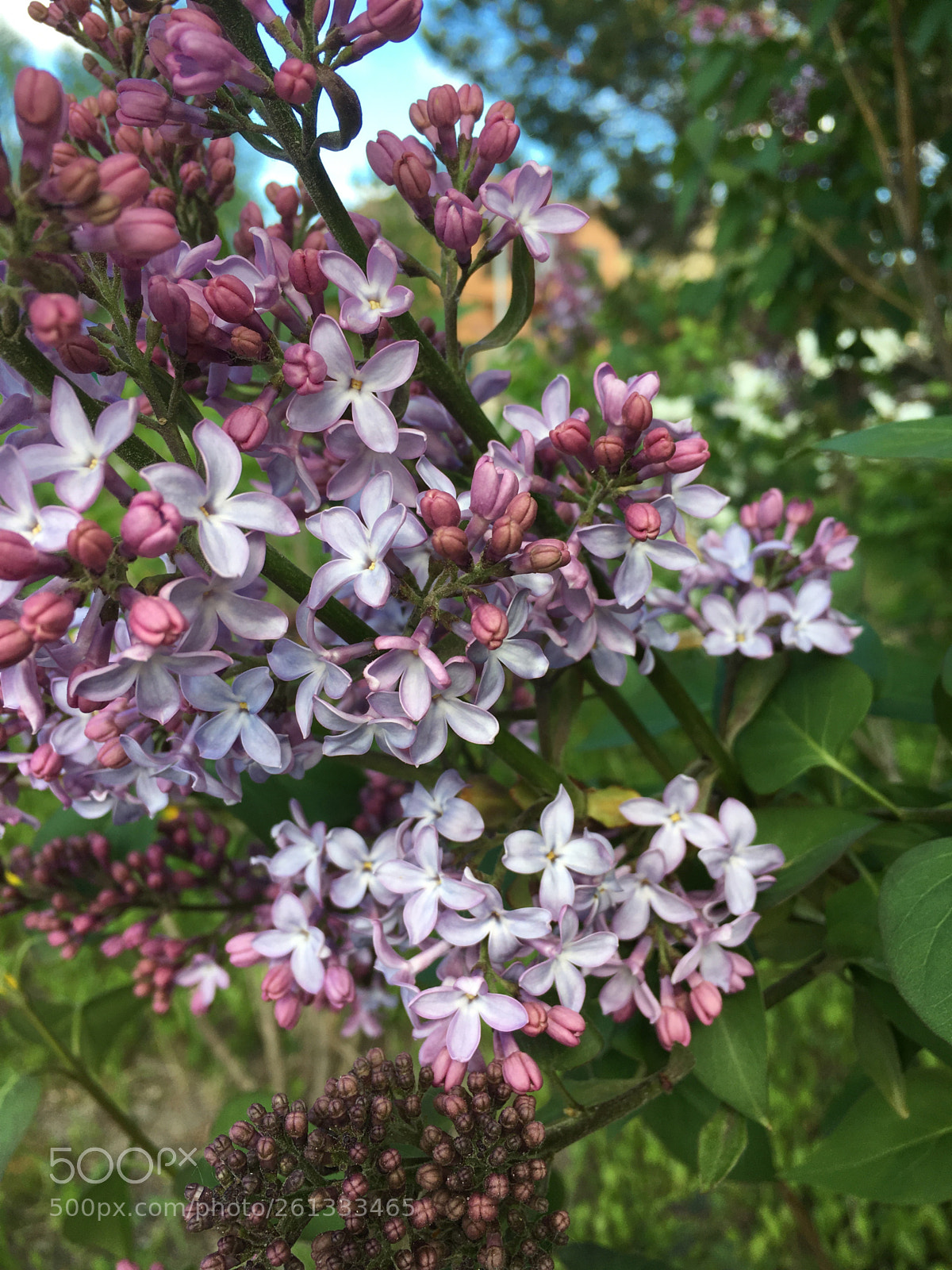 Apple iPhone 6s sample photo. Сирень.  photography