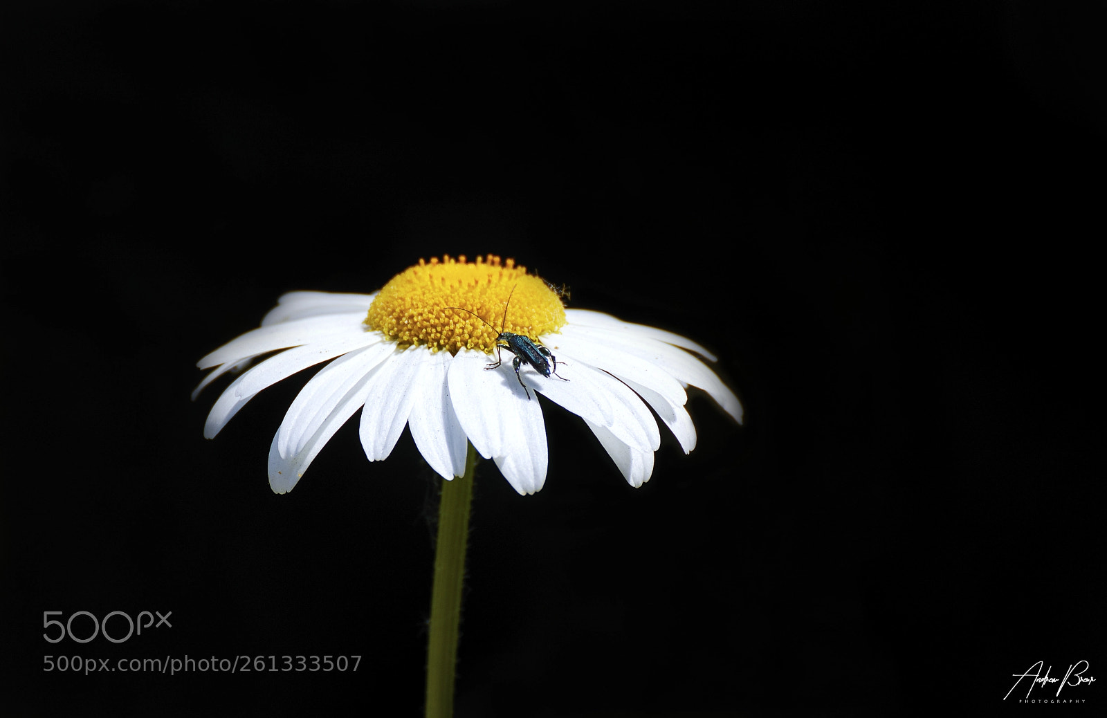 Canon EOS 80D sample photo. Yellow junkie photography