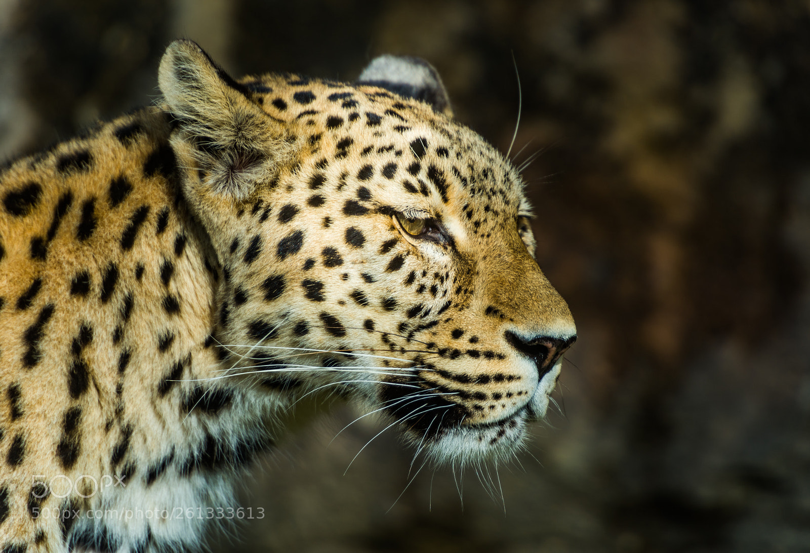Nikon D810 sample photo. Watching you... photography
