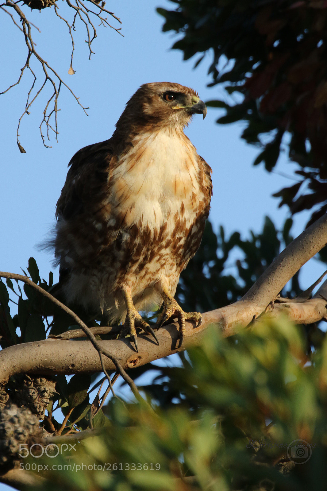 Canon EOS 7D Mark II sample photo. Red tail hawk photography