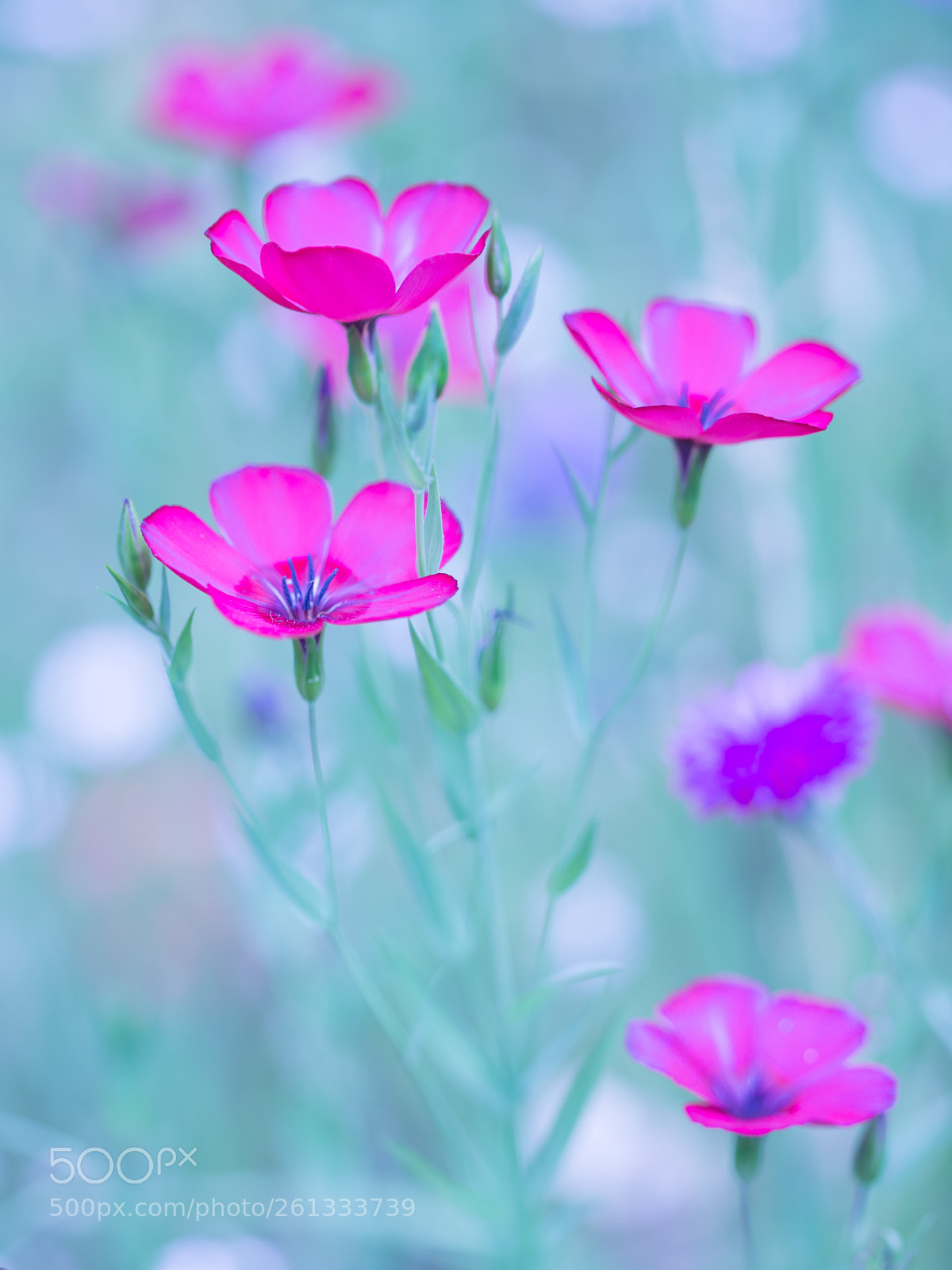 Canon EOS 6D sample photo. Pink photography