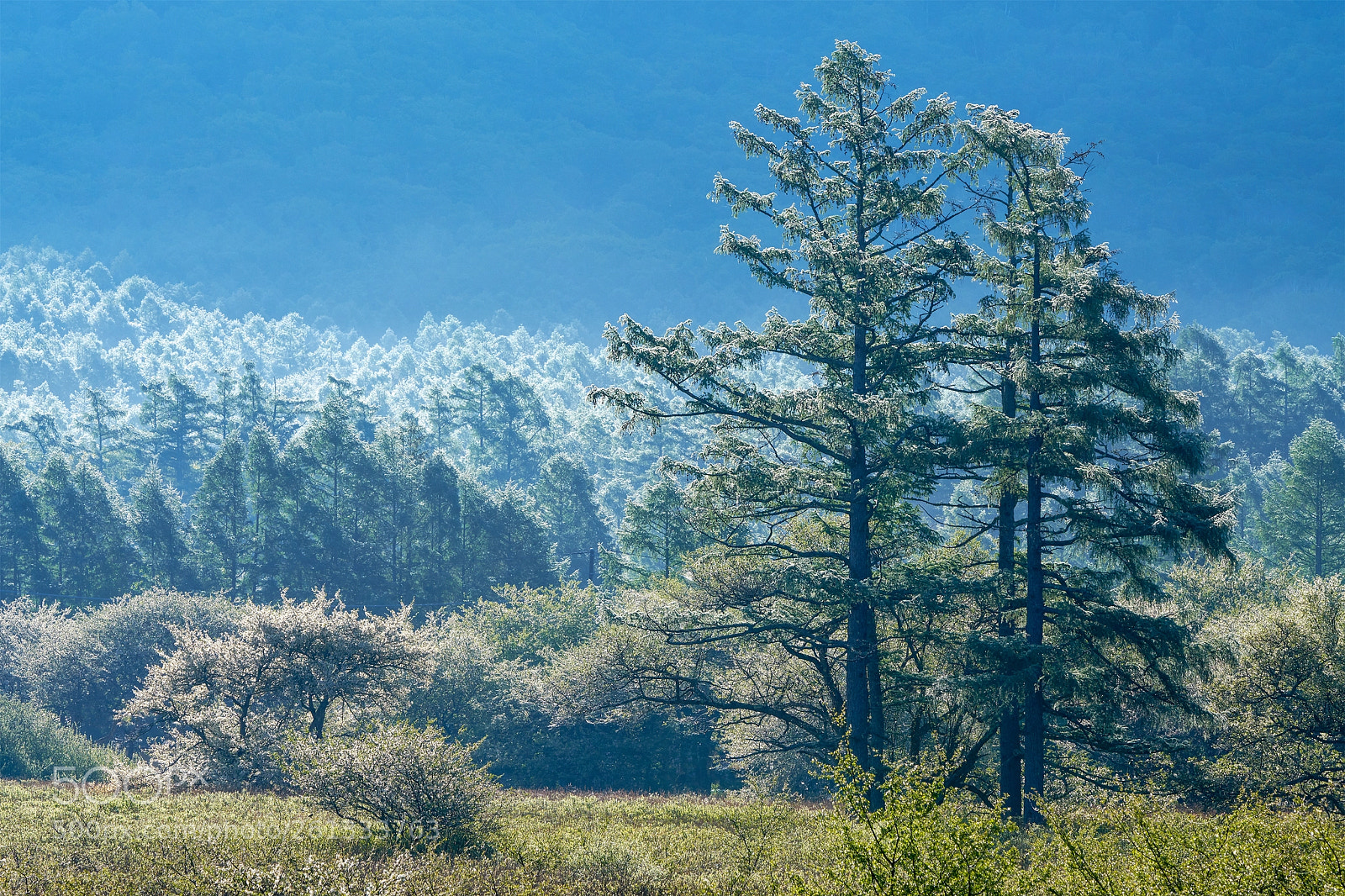 Sony a7R III sample photo. Brilliant morning at senjogahara photography