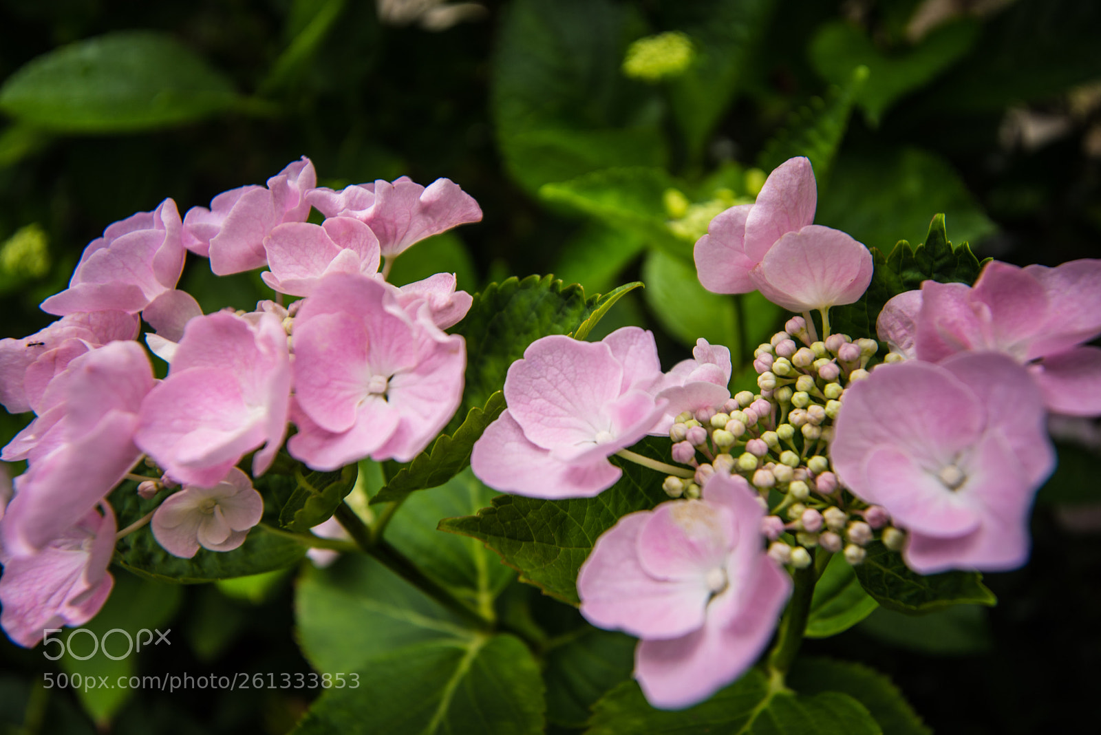 Nikon D750 sample photo. 紫陽花 photography