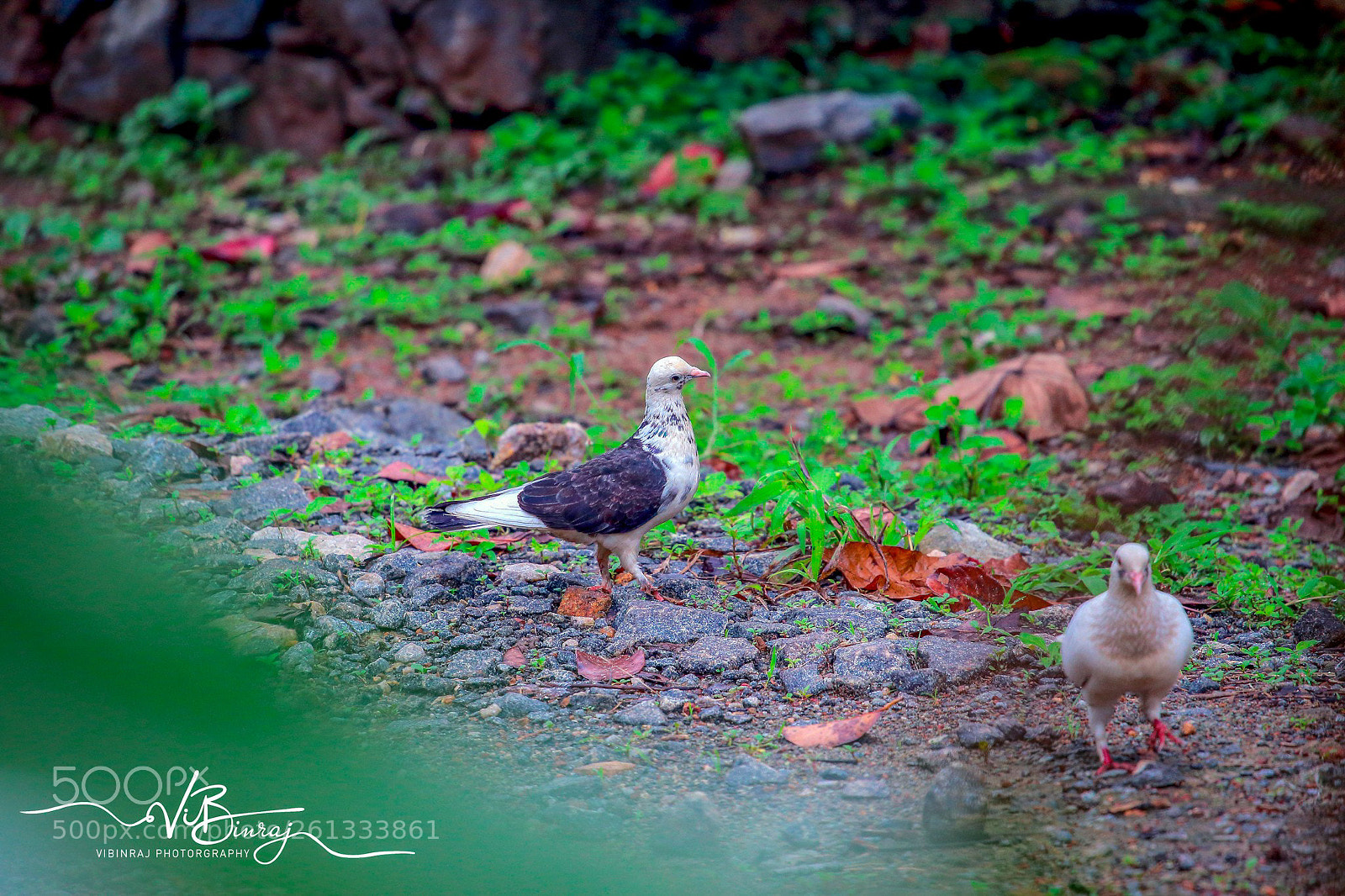 Canon EOS 80D sample photo. Dove photography