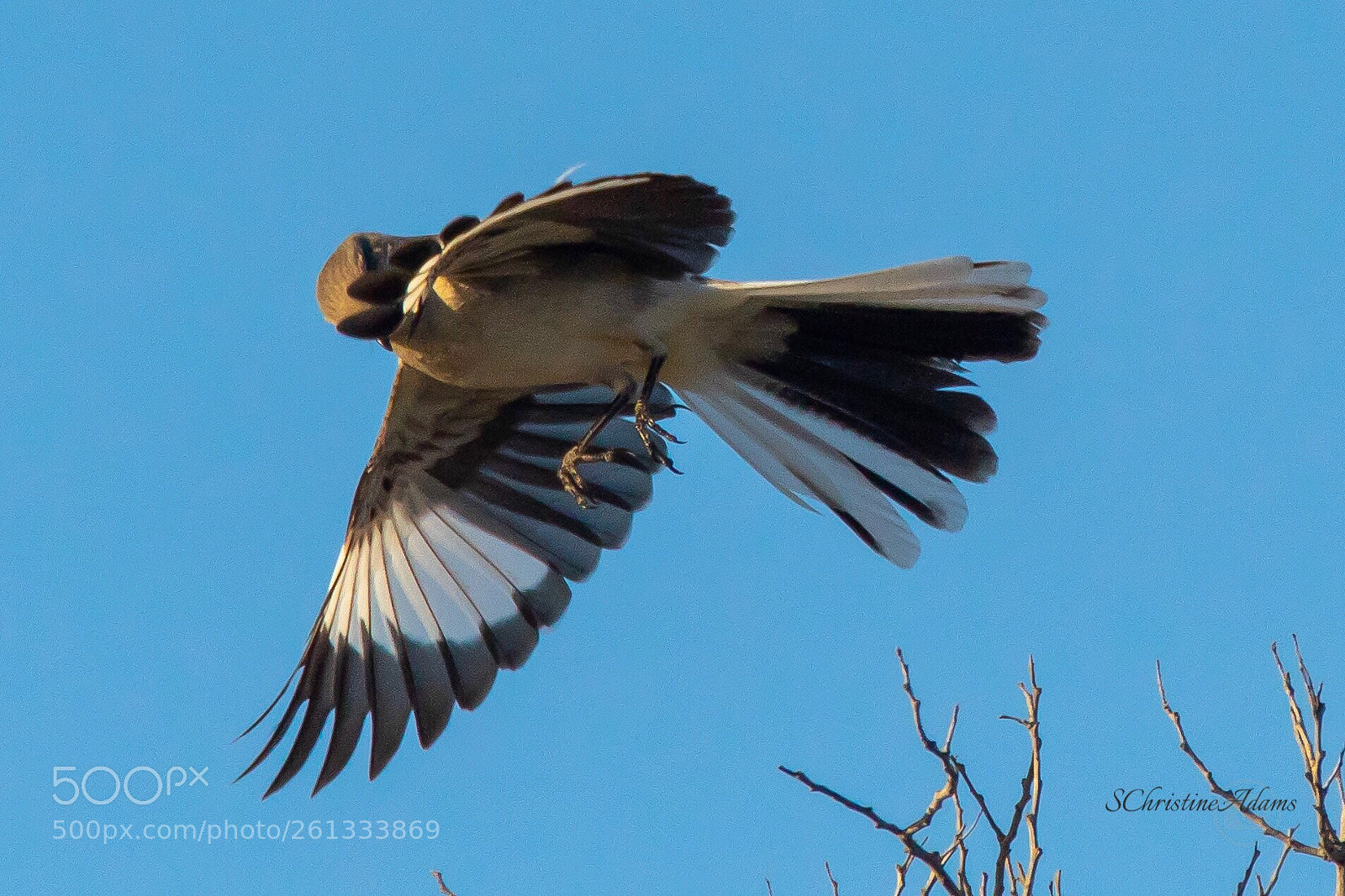 Canon EOS 7D Mark II sample photo. Jive!
 photography