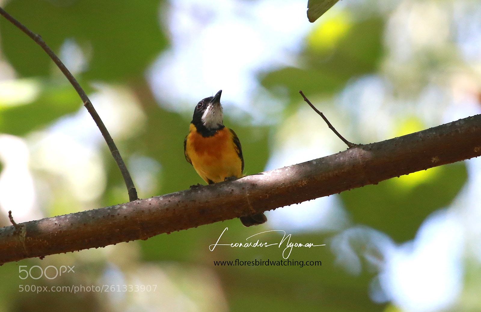 Canon EOS 6D sample photo. Tenggara whistler - labuan photography