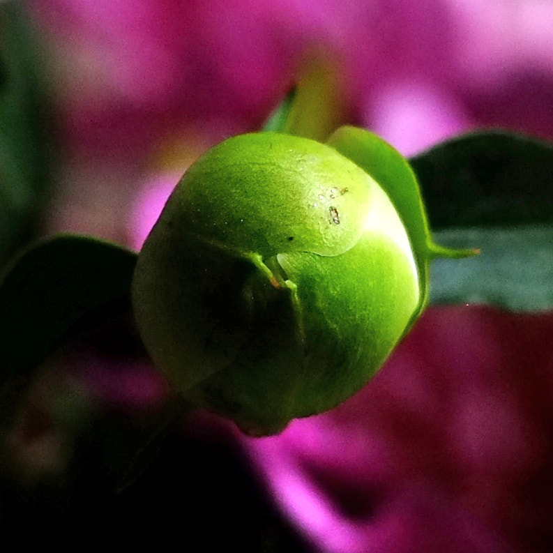 Fujifilm X-Pro1 sample photo. Peony bud photography