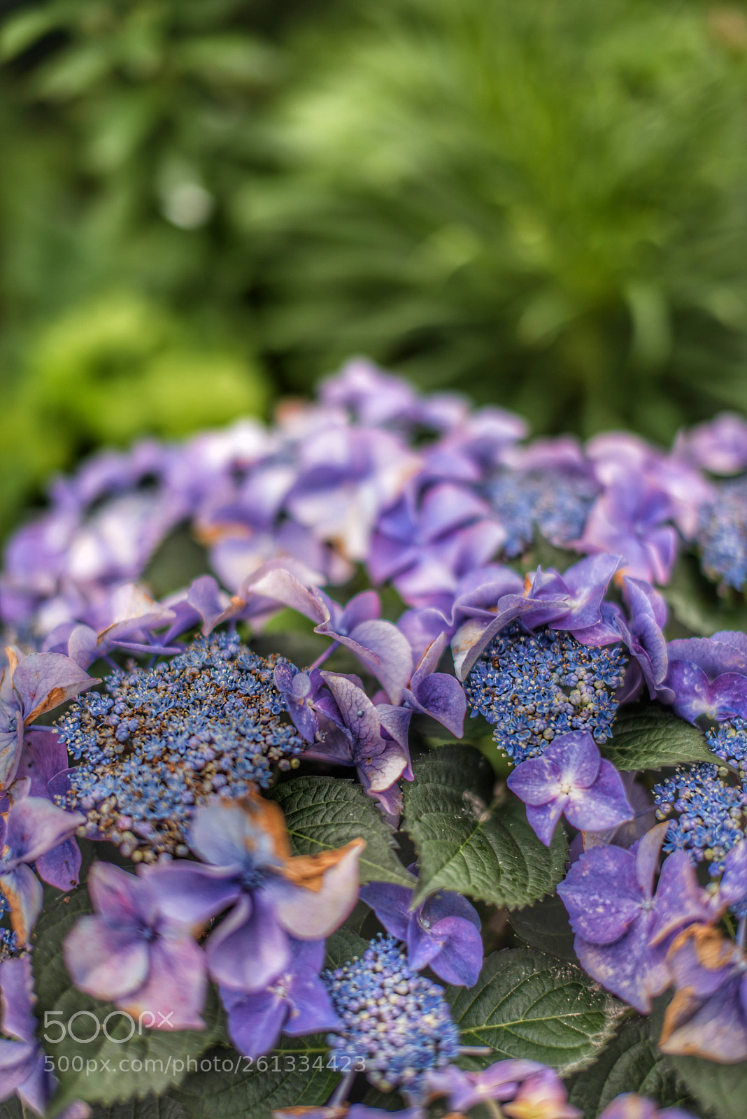 Nikon D750 sample photo. 紫陽花 photography