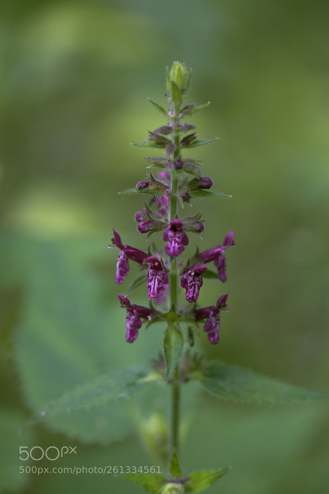 Canon EOS 60D sample photo. Wald-ziest (stachys sylvatica) photography
