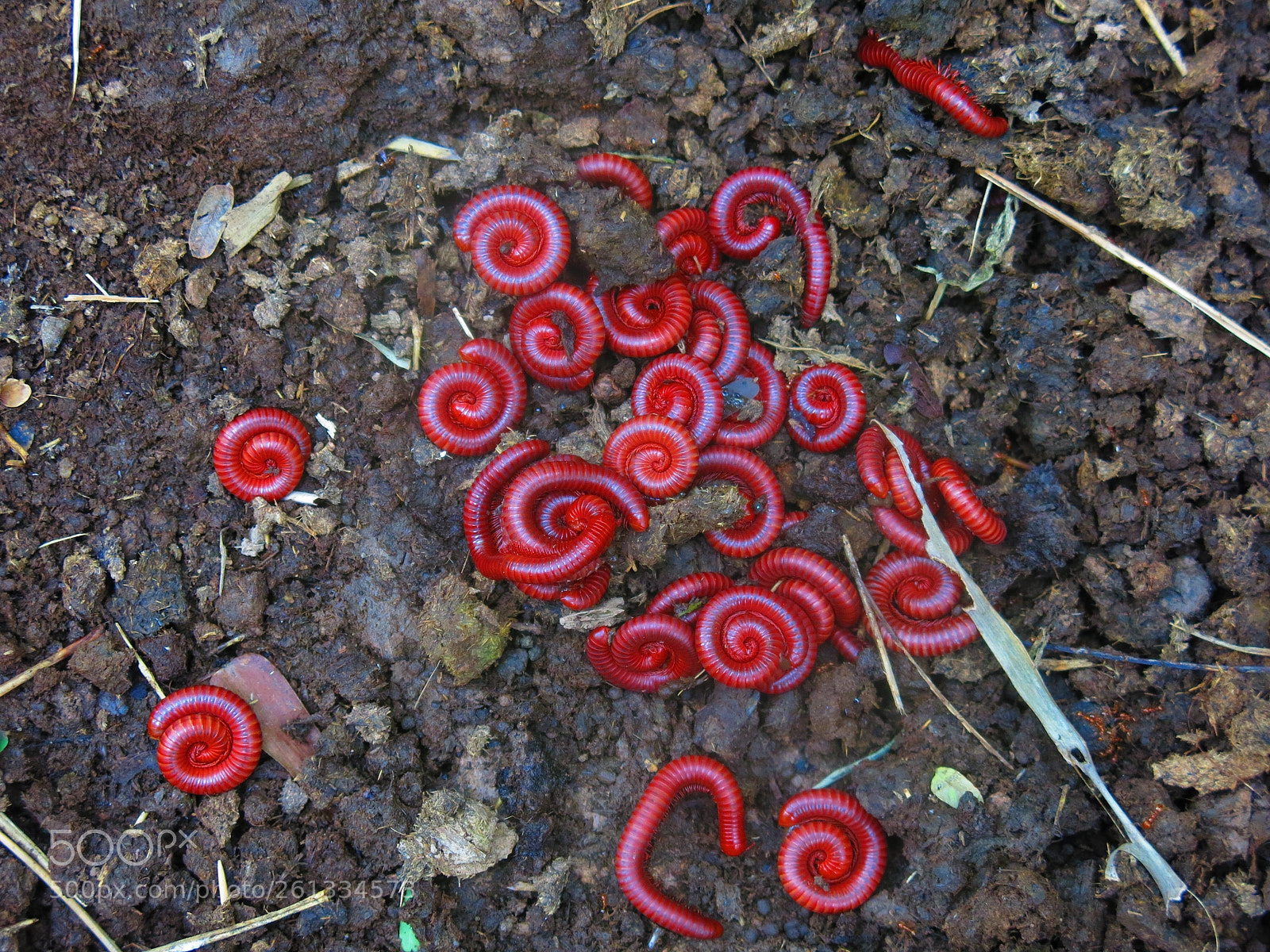 Canon PowerShot G15 sample photo. Millipede on cow poop photography