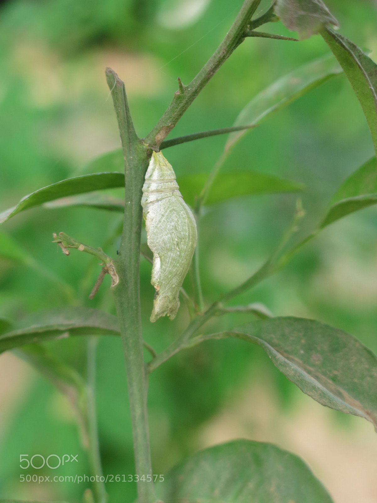 Canon PowerShot G15 sample photo. Butterfly worm photography