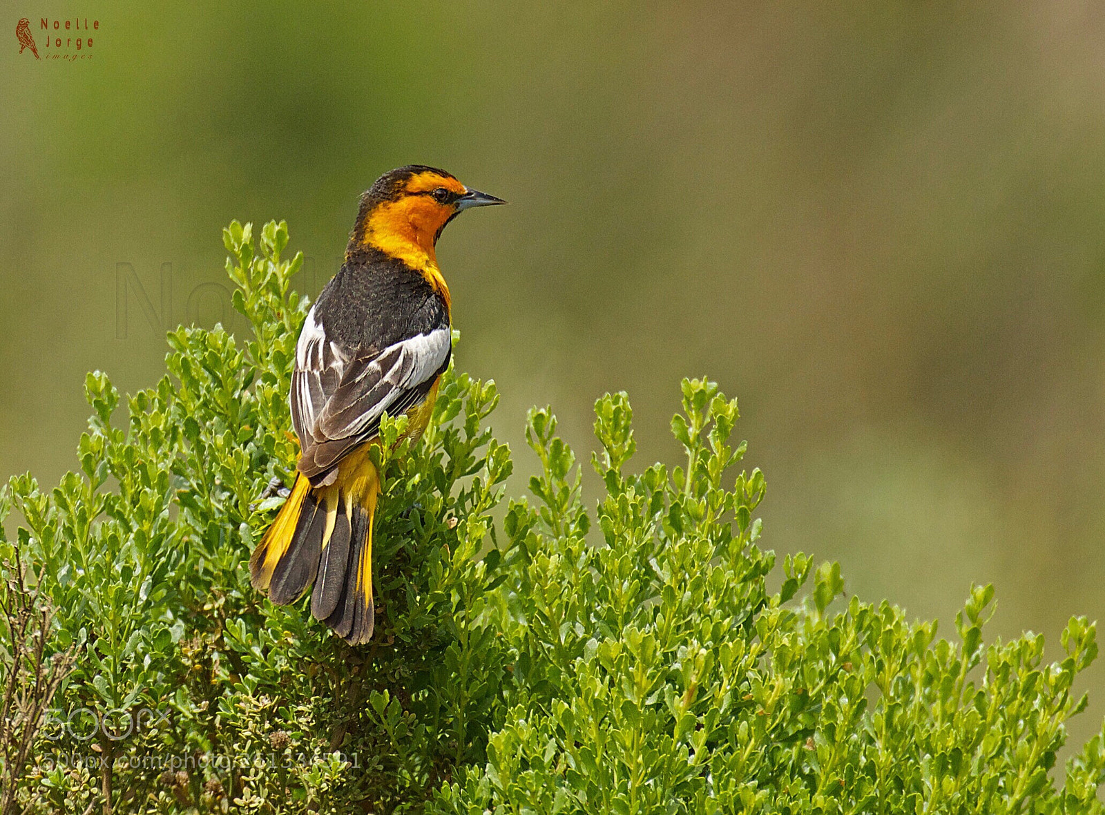 Nikon D500 sample photo. Spring bird photography