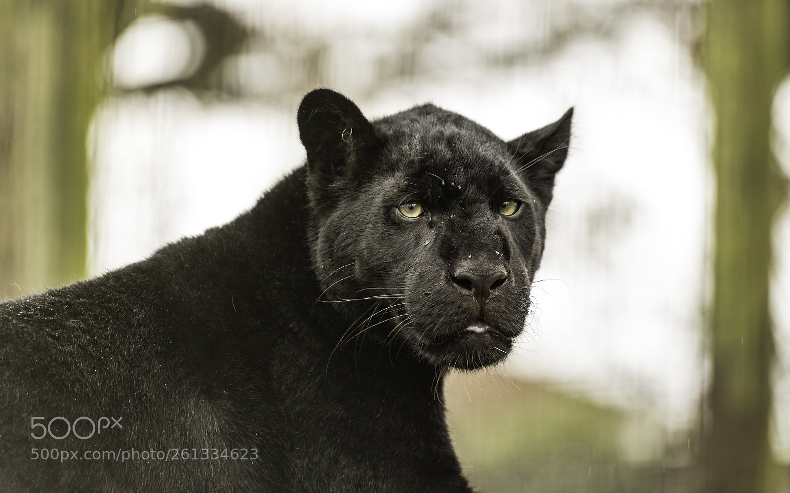 Nikon D5 sample photo. Black jaguar photography