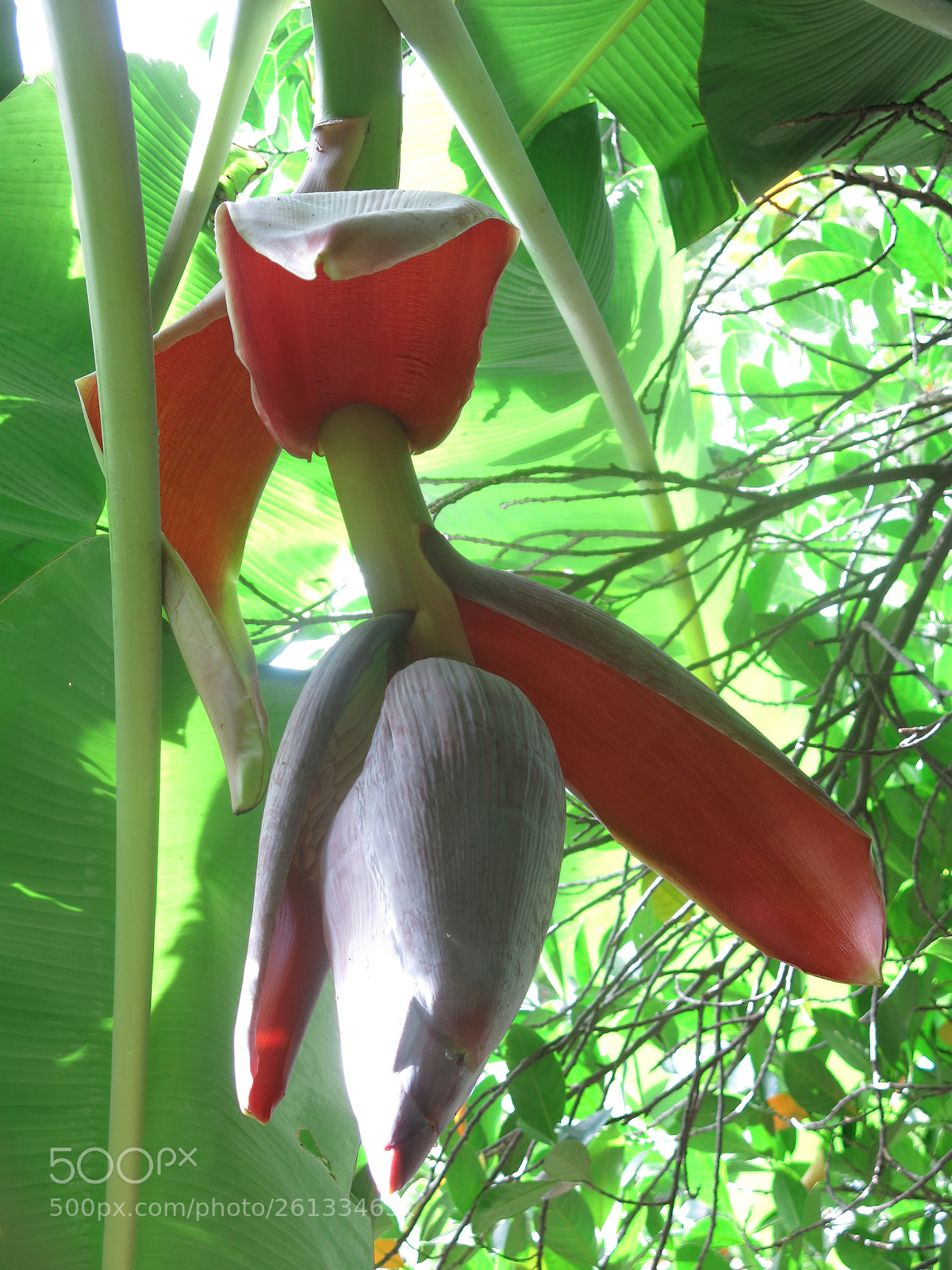 Canon PowerShot G15 sample photo. Banana flower photography
