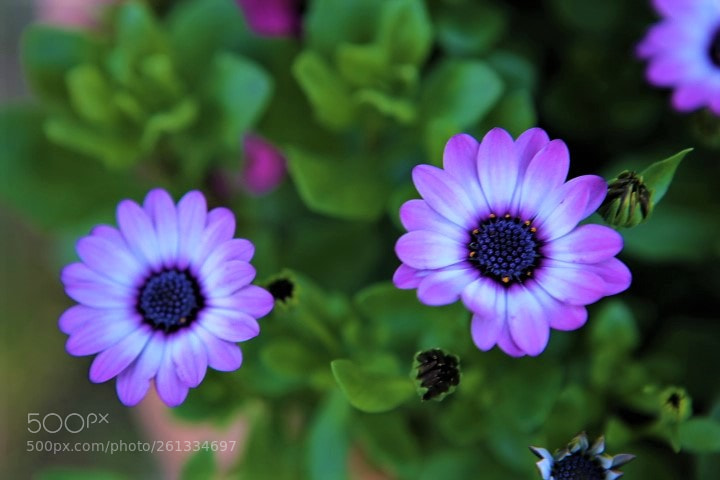 Canon EOS 6D sample photo. Untitled photography