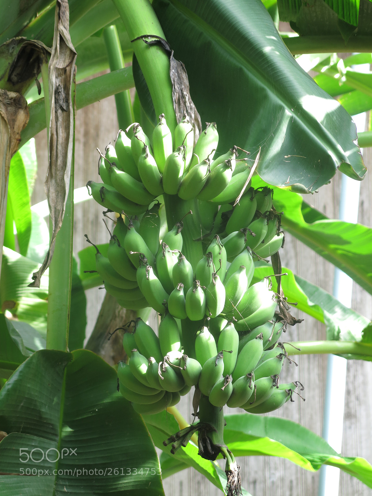 Canon PowerShot G15 sample photo. Banana photography