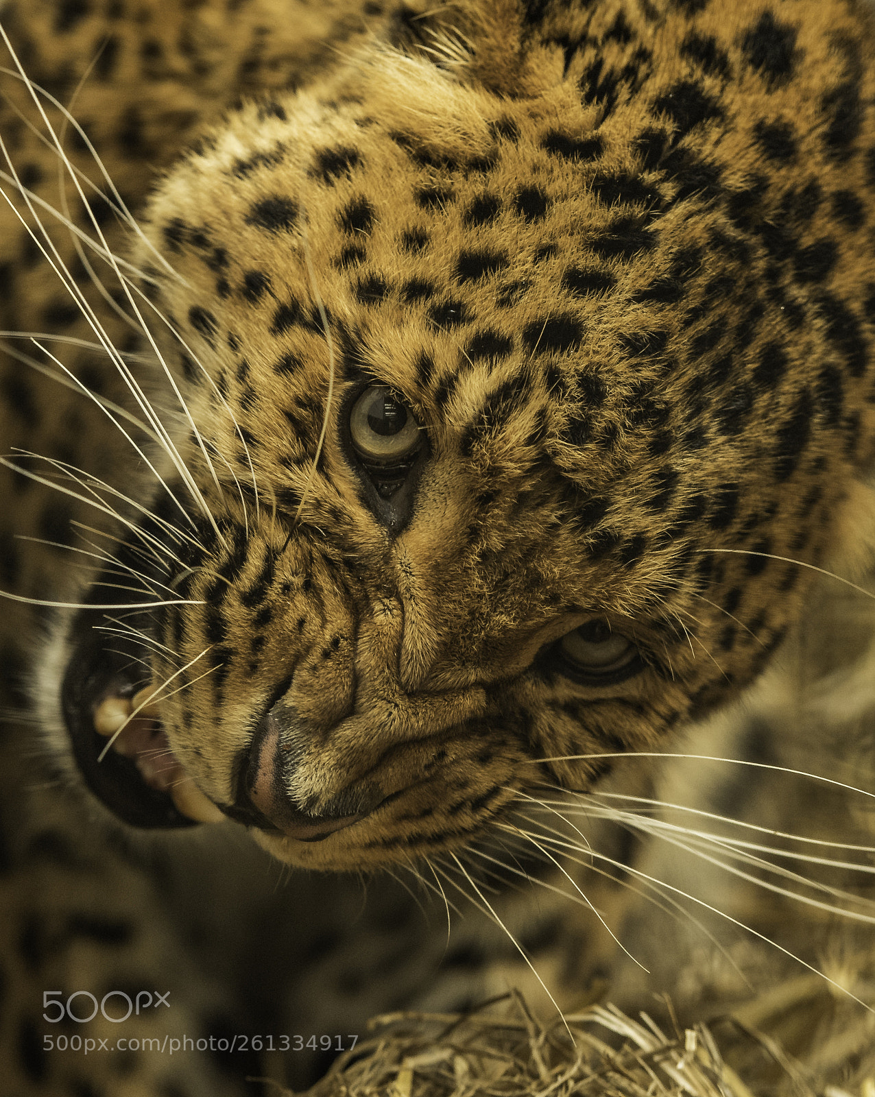 Nikon D5 sample photo. North chinese leopard photography