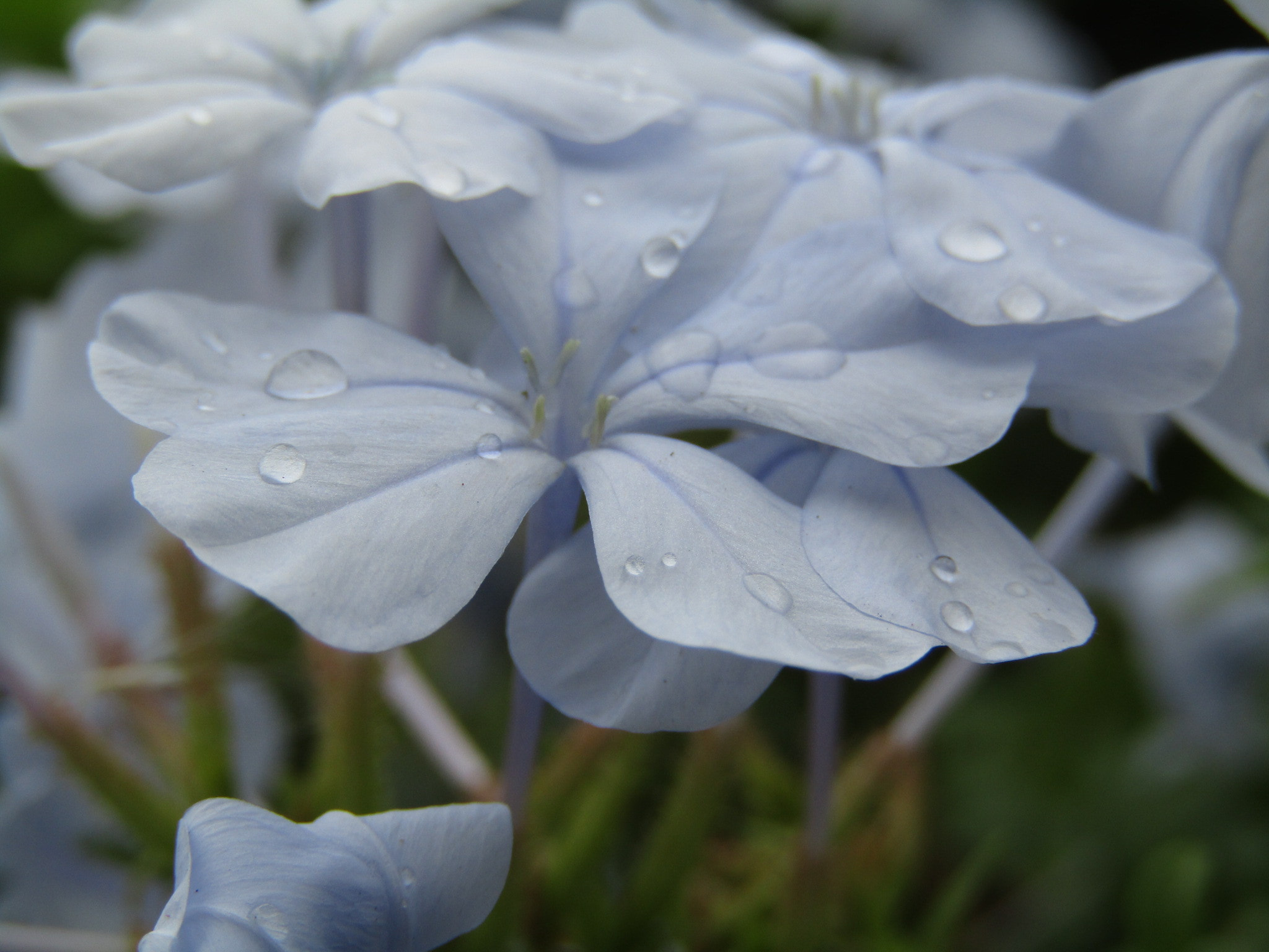 Canon POWERSHOT SX430 IS sample photo. Flower photography