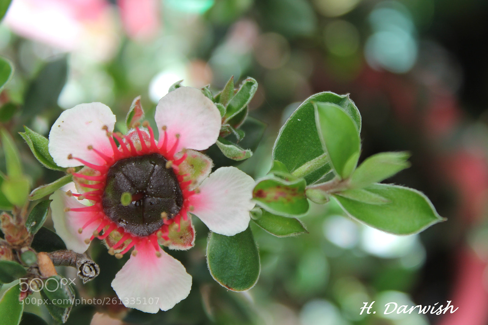 Canon EOS 1100D (EOS Rebel T3 / EOS Kiss X50) sample photo. Mesmer eyes plant photography
