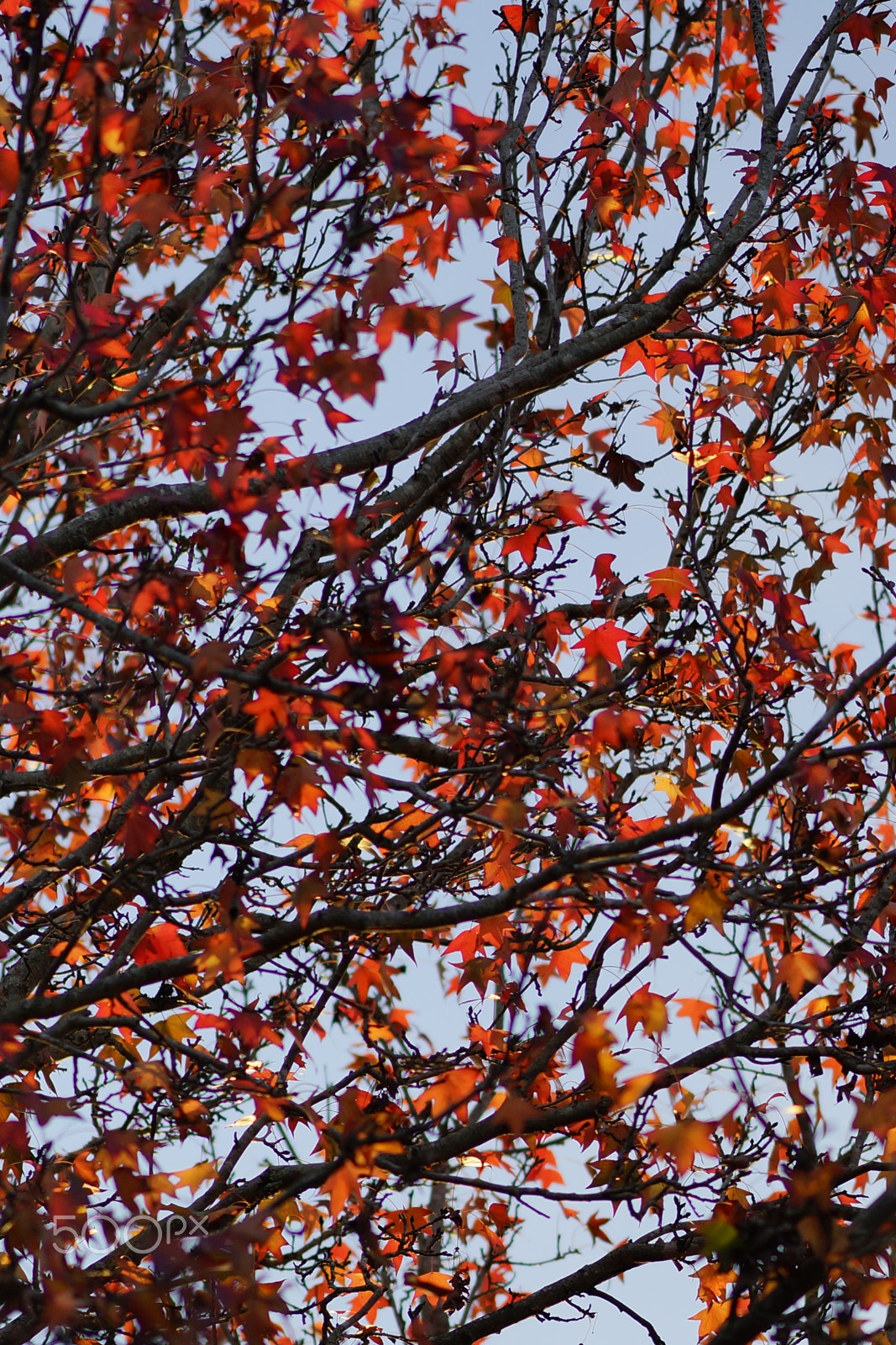 Sony Sonnar T* 135mm F1.8 ZA sample photo. Dsc2015 photography