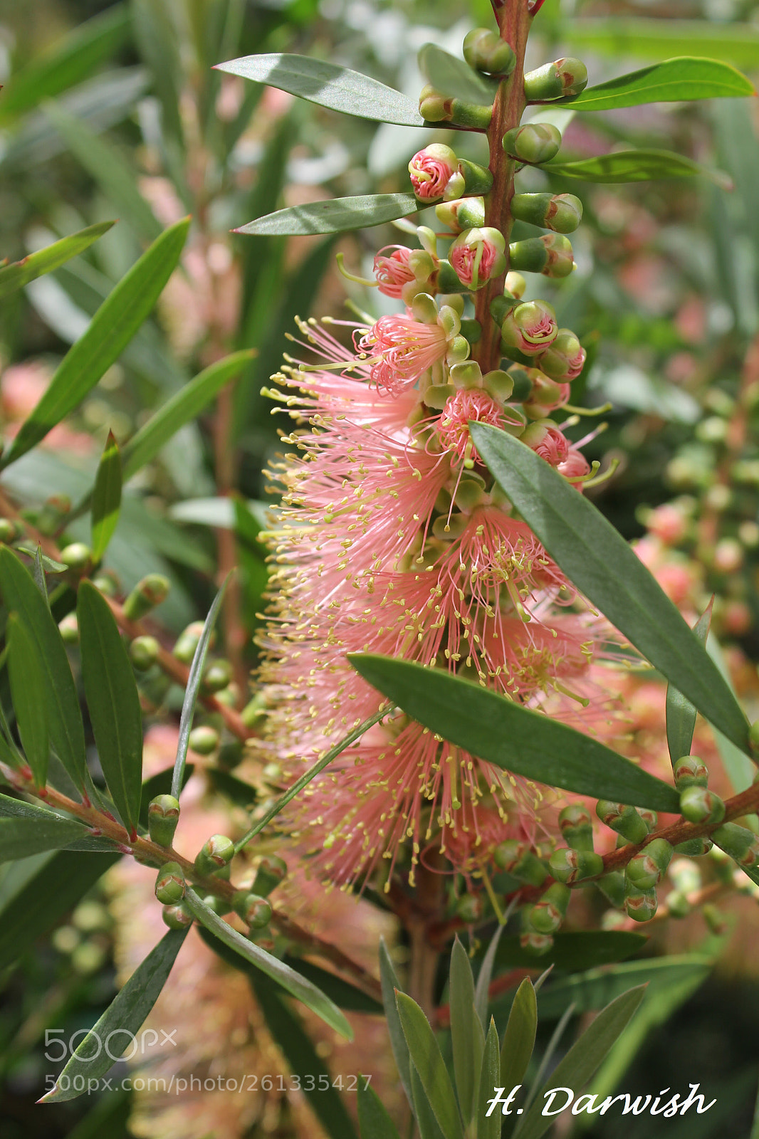 Canon EOS 1100D (EOS Rebel T3 / EOS Kiss X50) sample photo. Callistemon pink champagne  photography