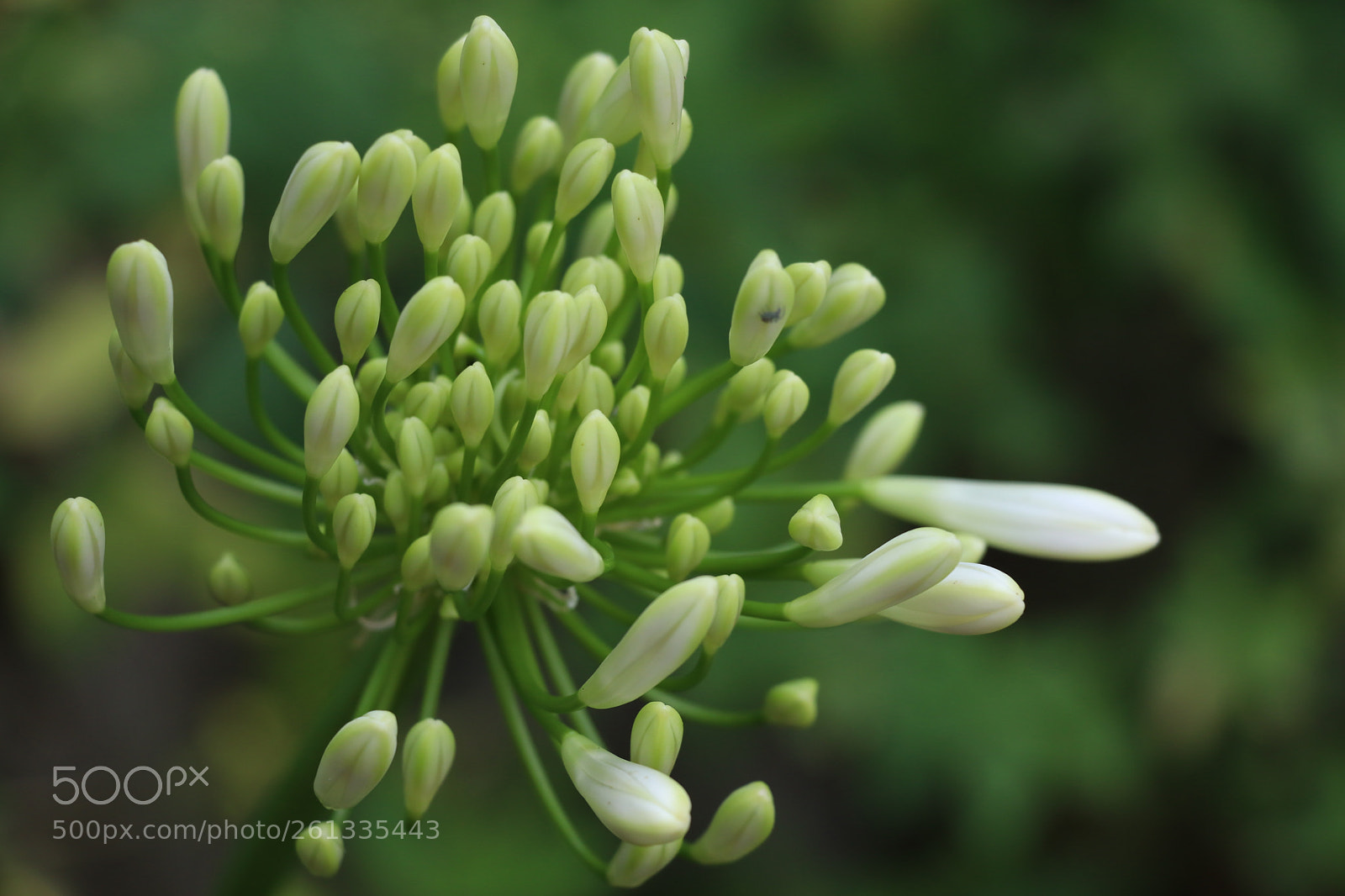Canon EOS 80D sample photo. Bud photography