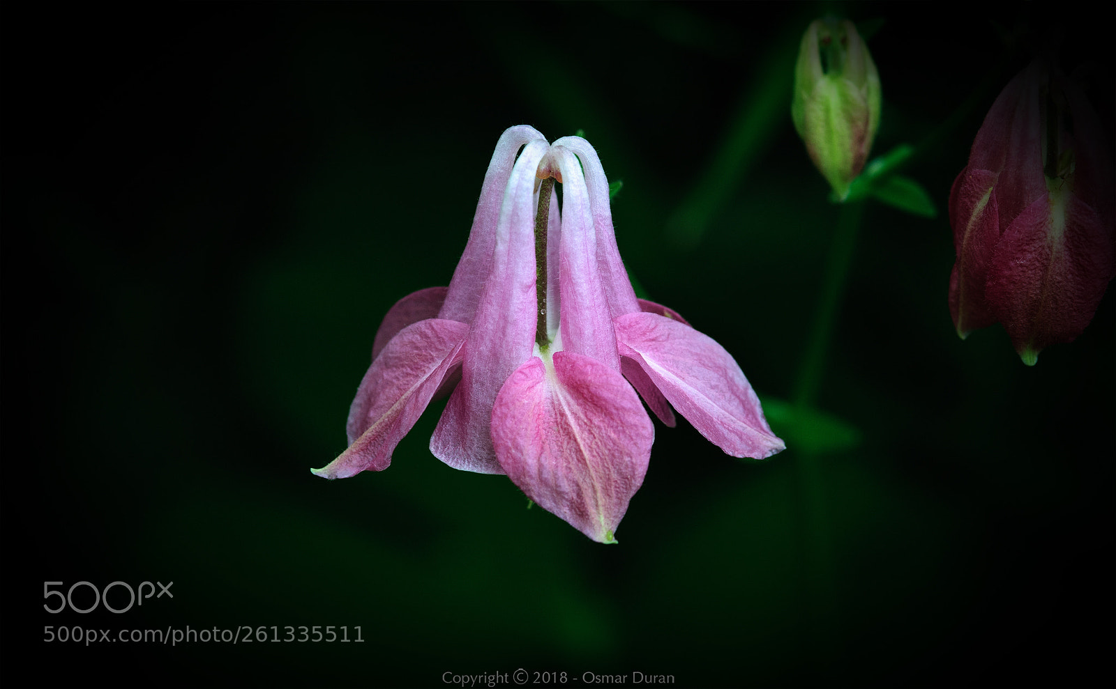 Nikon D300 sample photo. Little pink (aquilegia canadensis) photography