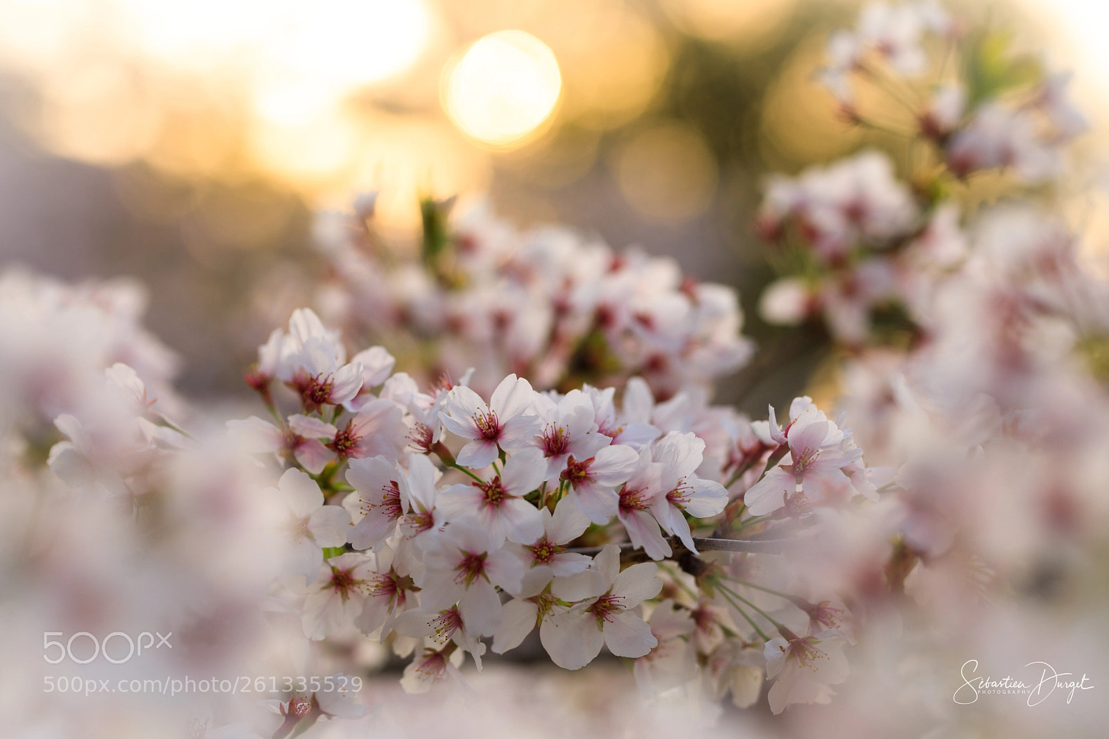 Canon EOS 5D Mark IV sample photo. Cherry blossom photography