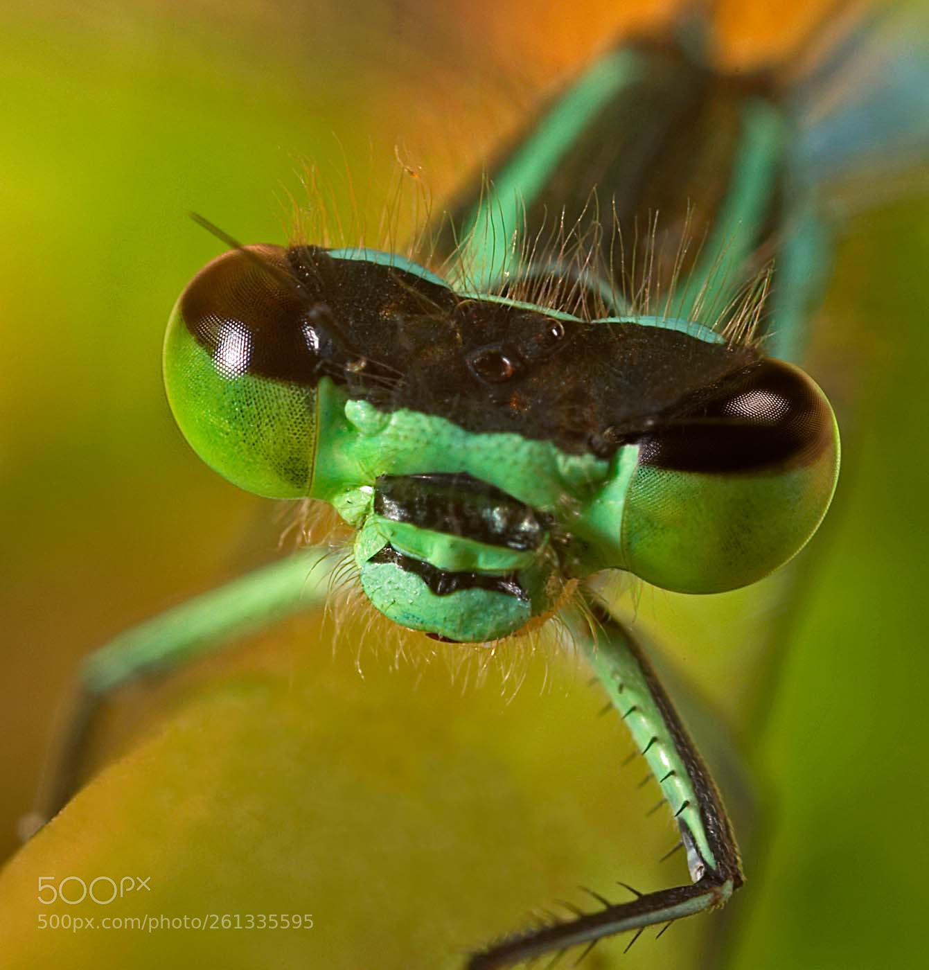 Canon EOS 10D sample photo. The dragonfly photography