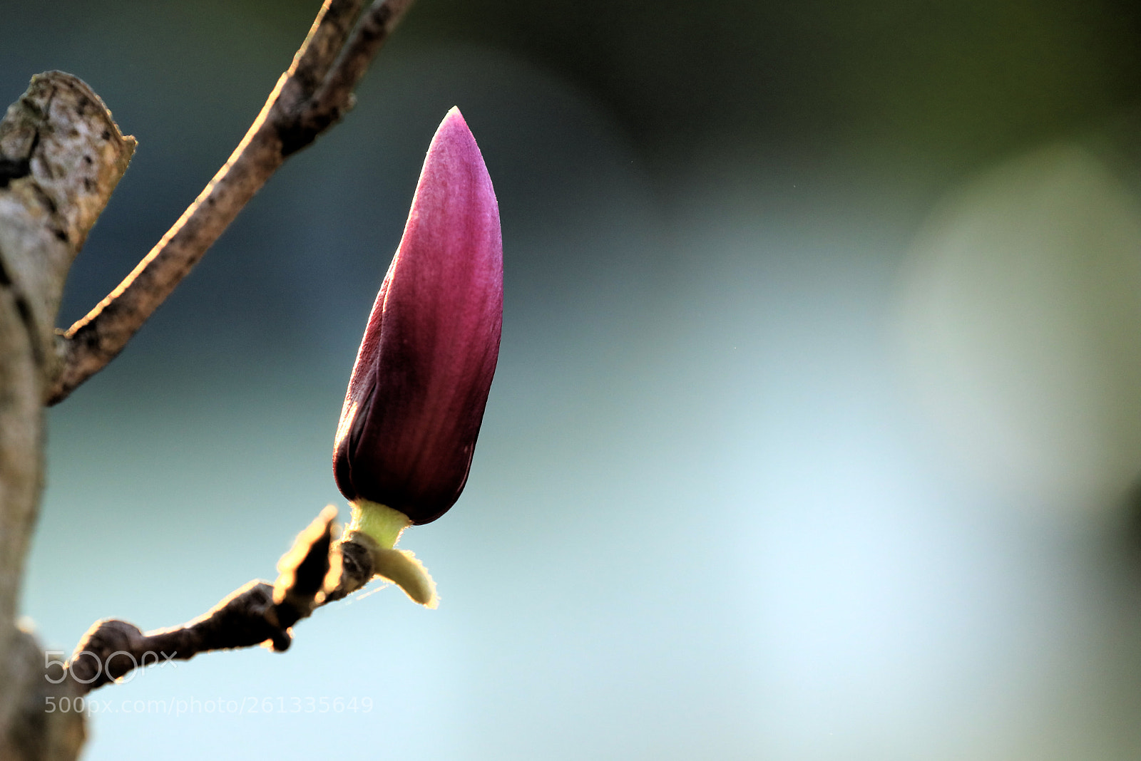 Canon EOS 5D Mark IV sample photo. Oa photography