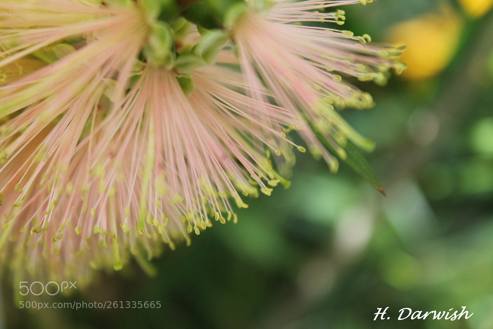Canon EOS 1100D (EOS Rebel T3 / EOS Kiss X50) sample photo. Callistemon pink champagne  photography