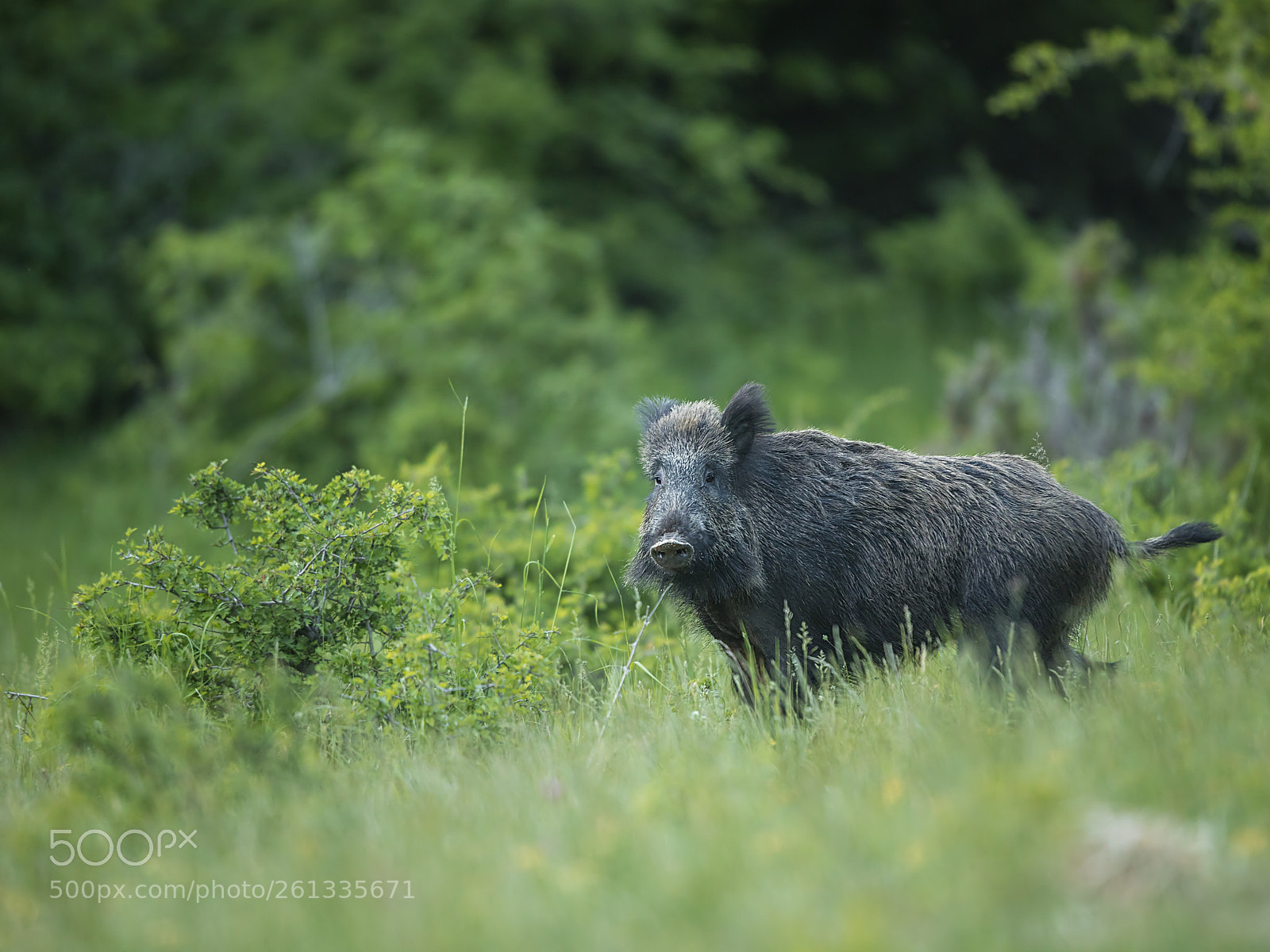 Canon EOS 5DS R sample photo. Female wild boar photography