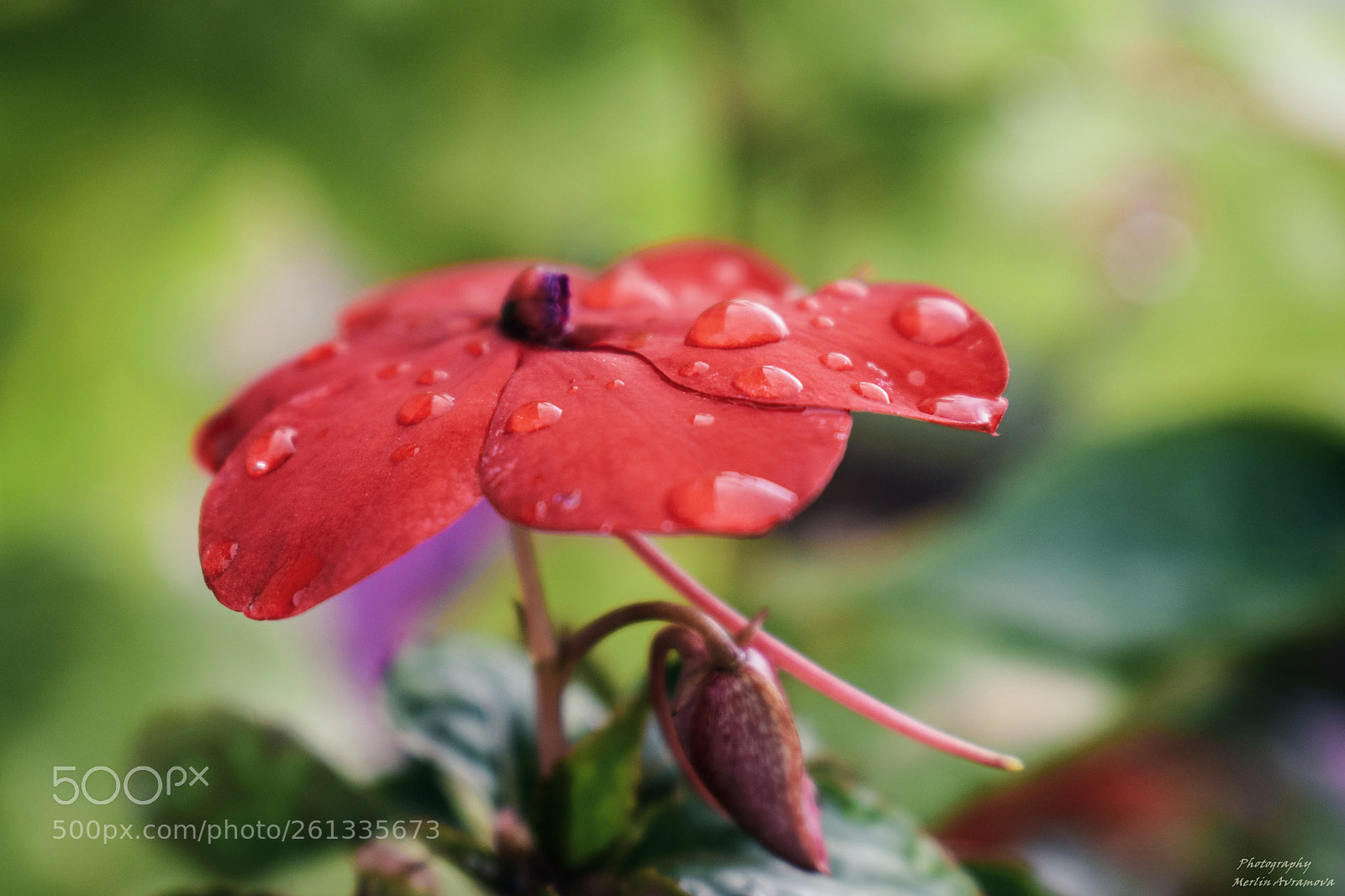 Nikon D3300 sample photo. After rain photography