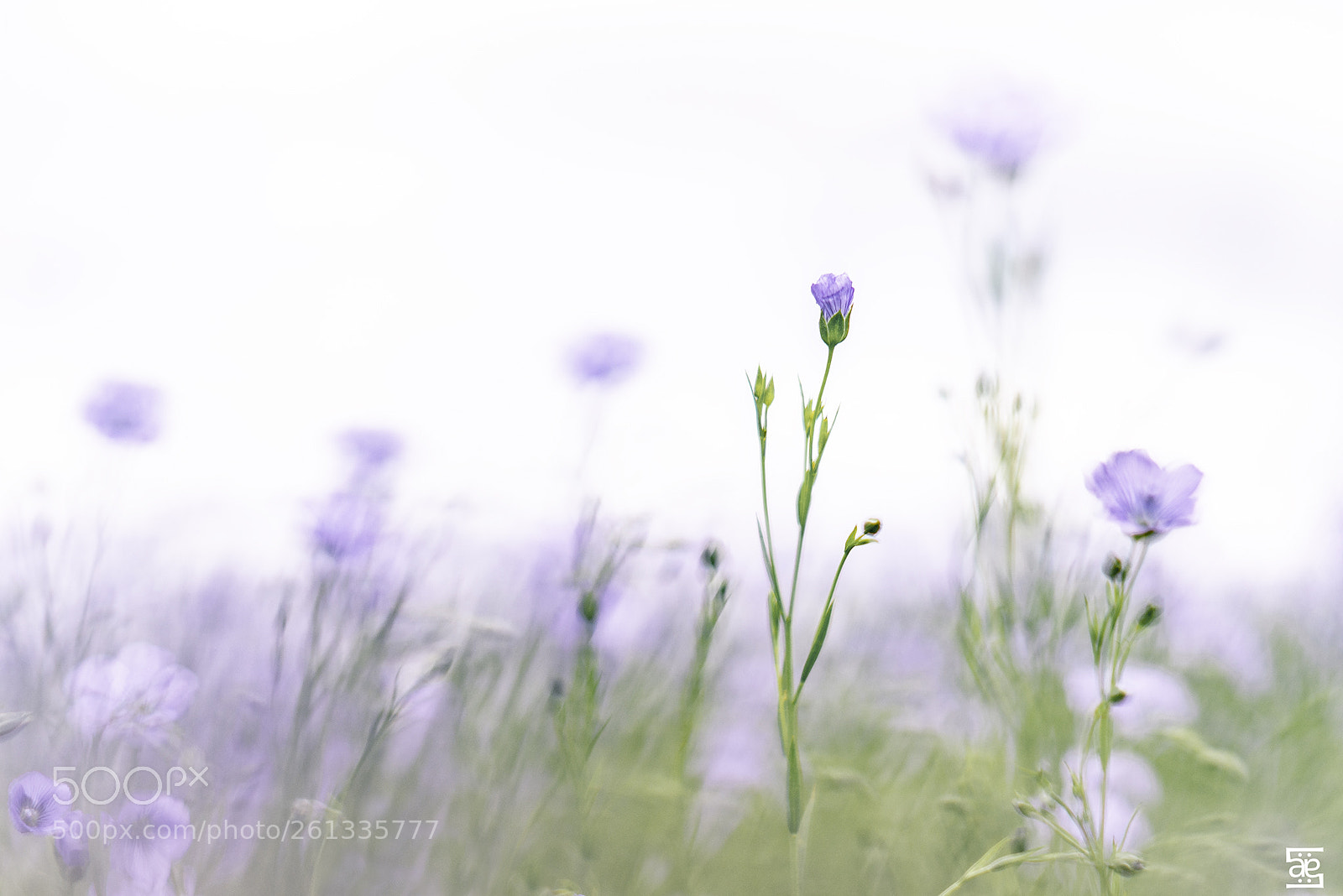 Nikon D610 sample photo. Flax flower photography