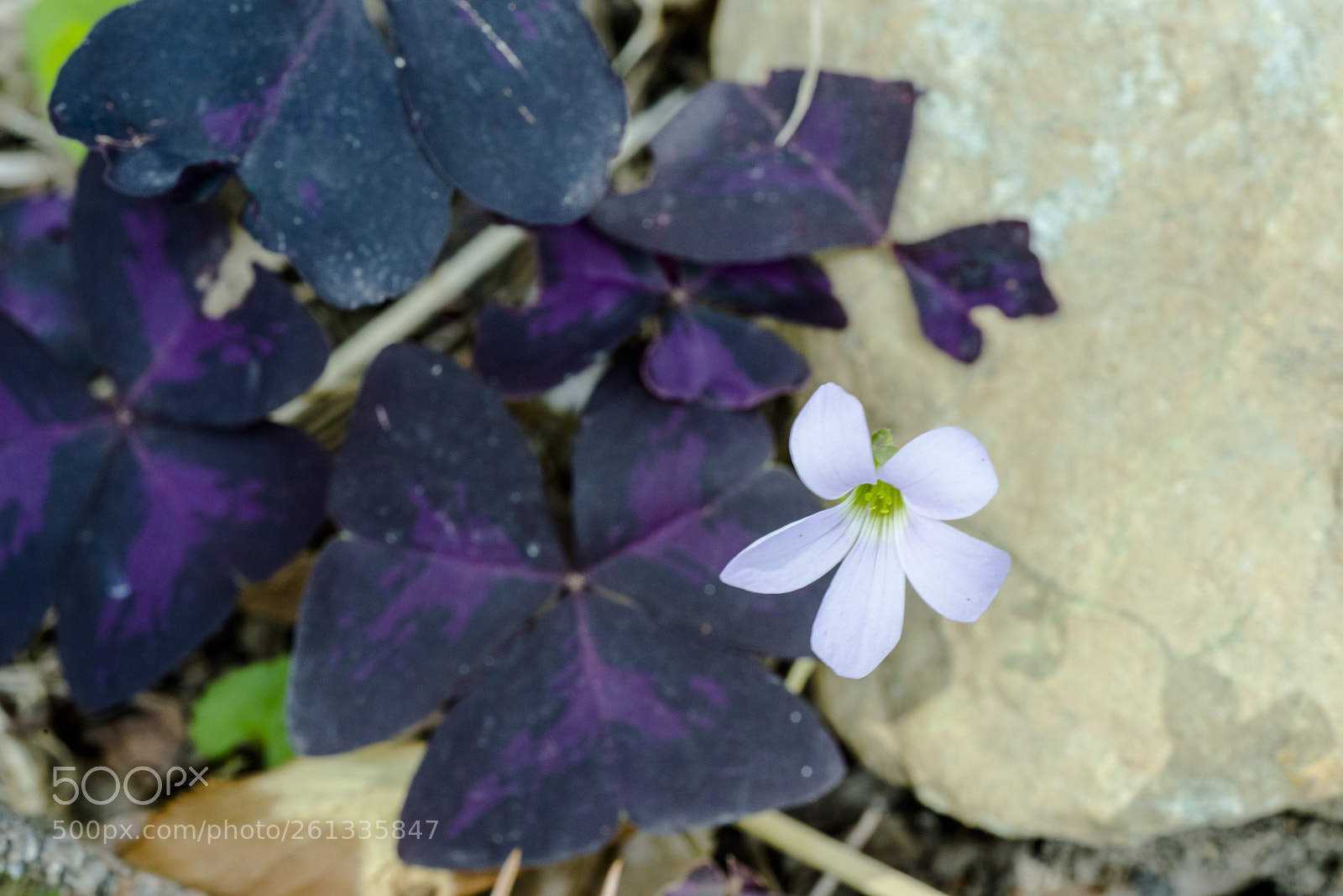 Nikon D810 sample photo. In a world   no.31 photography