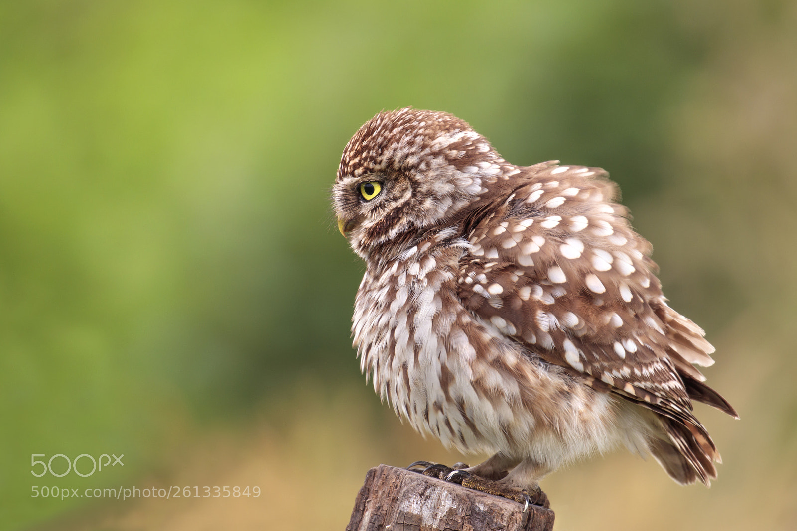 Canon EOS 80D sample photo. Little owl photography