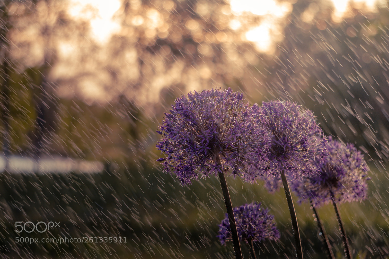 Sony a6000 sample photo. Rain photography
