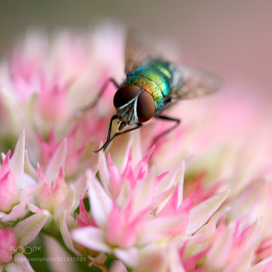 Canon EOS 20D sample photo. Hover fly on flower photography
